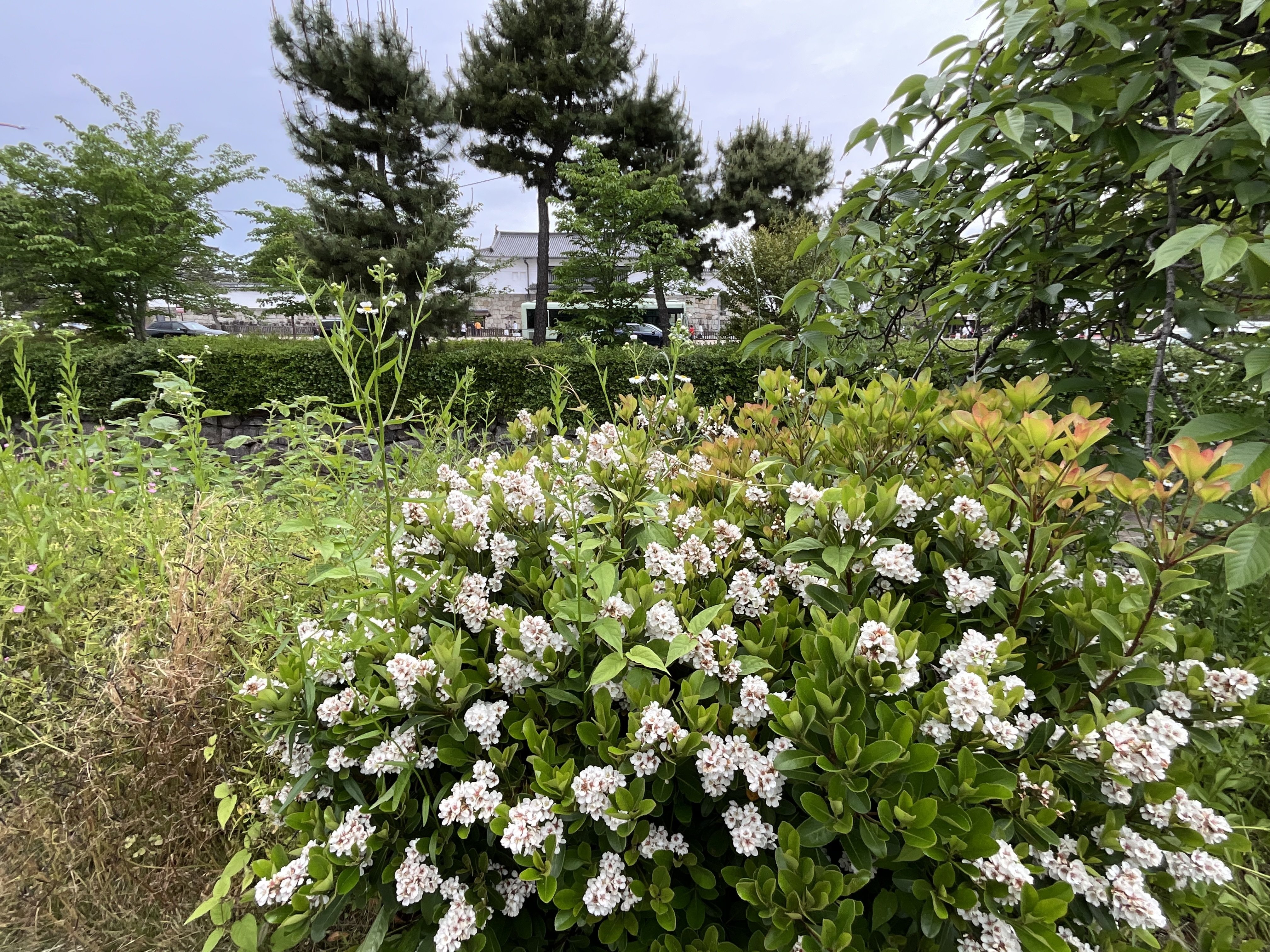 シャリンバイ（京都市堀川通）：2026年5月6日（水）｜藤井秀昭（『京都