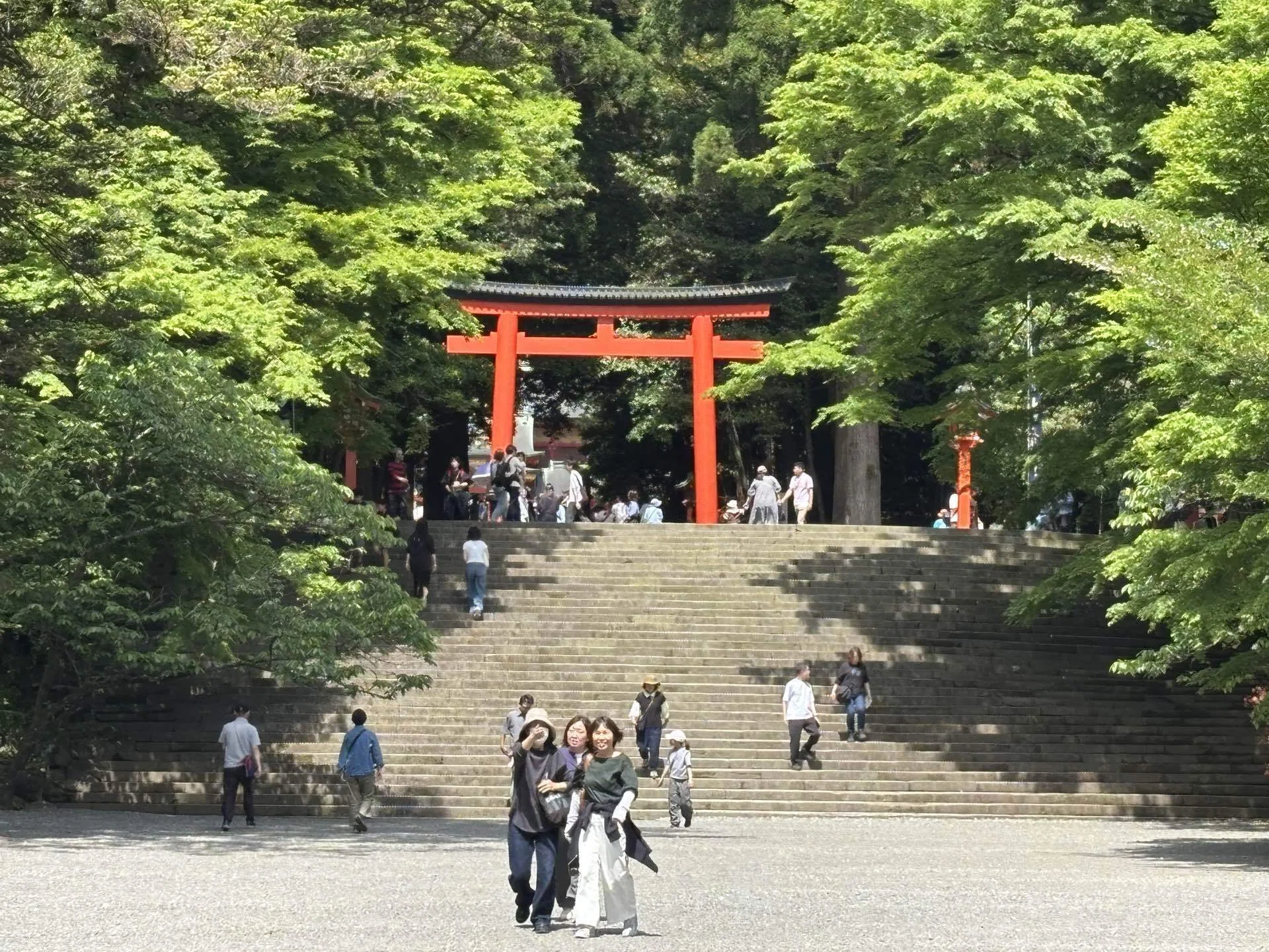 霧島神宮へ行ってきた。不思議な形の大木がたくさんあった｜あだち