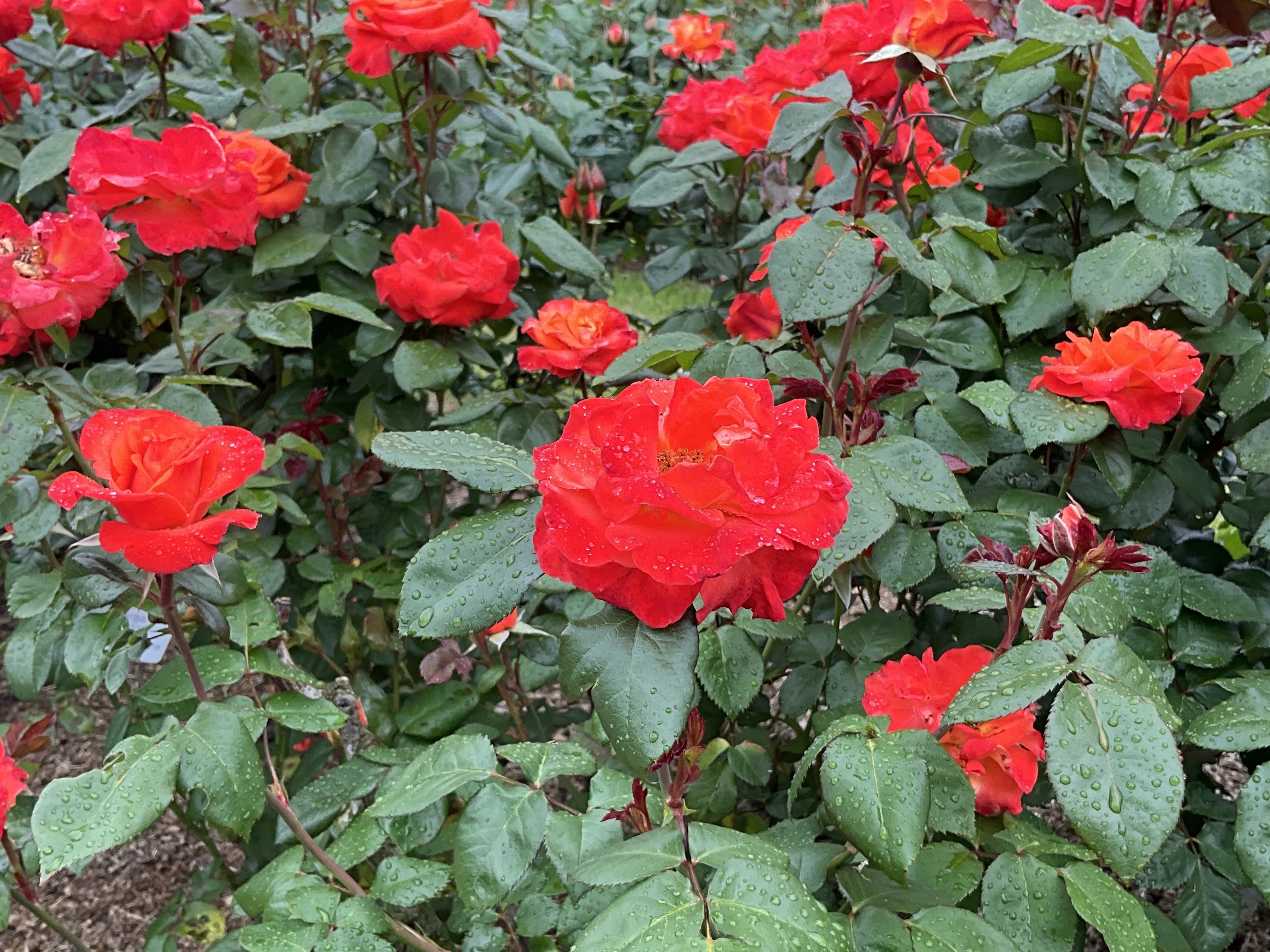 目録20世紀1901 ~1998年　バラ売りorおまとめ テキーラ（京都府立植物園）：2026年5月2日（土）｜藤井秀昭（『京都