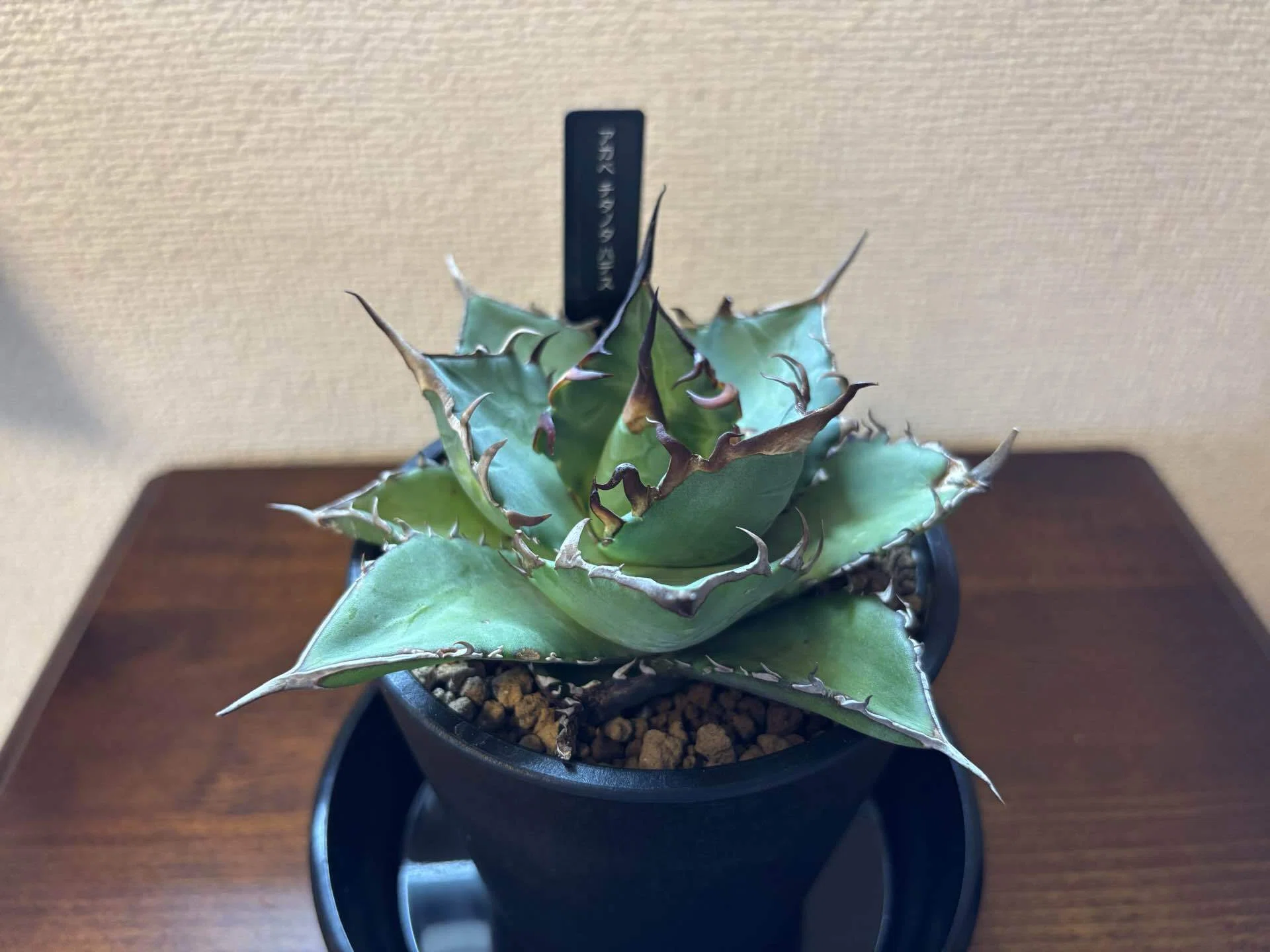 Living with Green #7 | Agave titanota 'Hades'｜Xīng Journal ｜ A