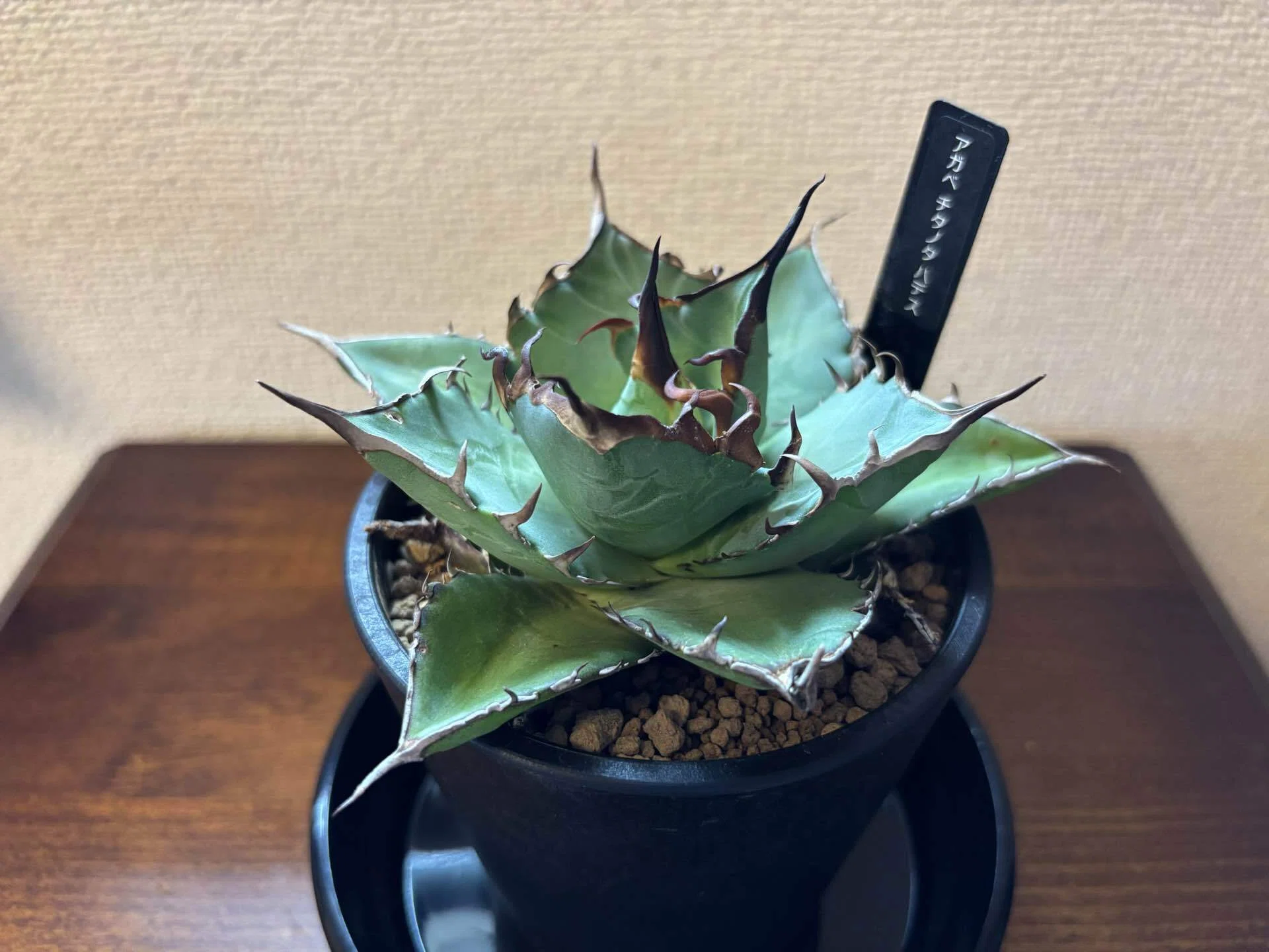 アガベ Agave titanota Hades 129 アガベ Agave titanota Hades 129 Agave titanota 'Hades' - Agave