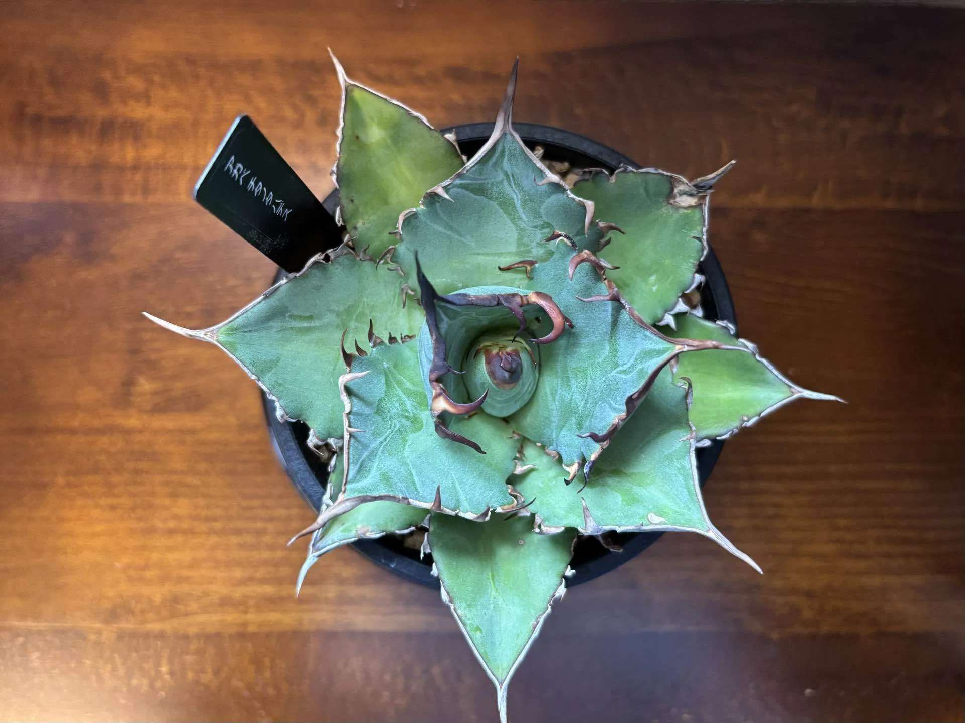 Living with Green #7 | Agave titanota 'Hades'｜Xīng Journal ｜ A