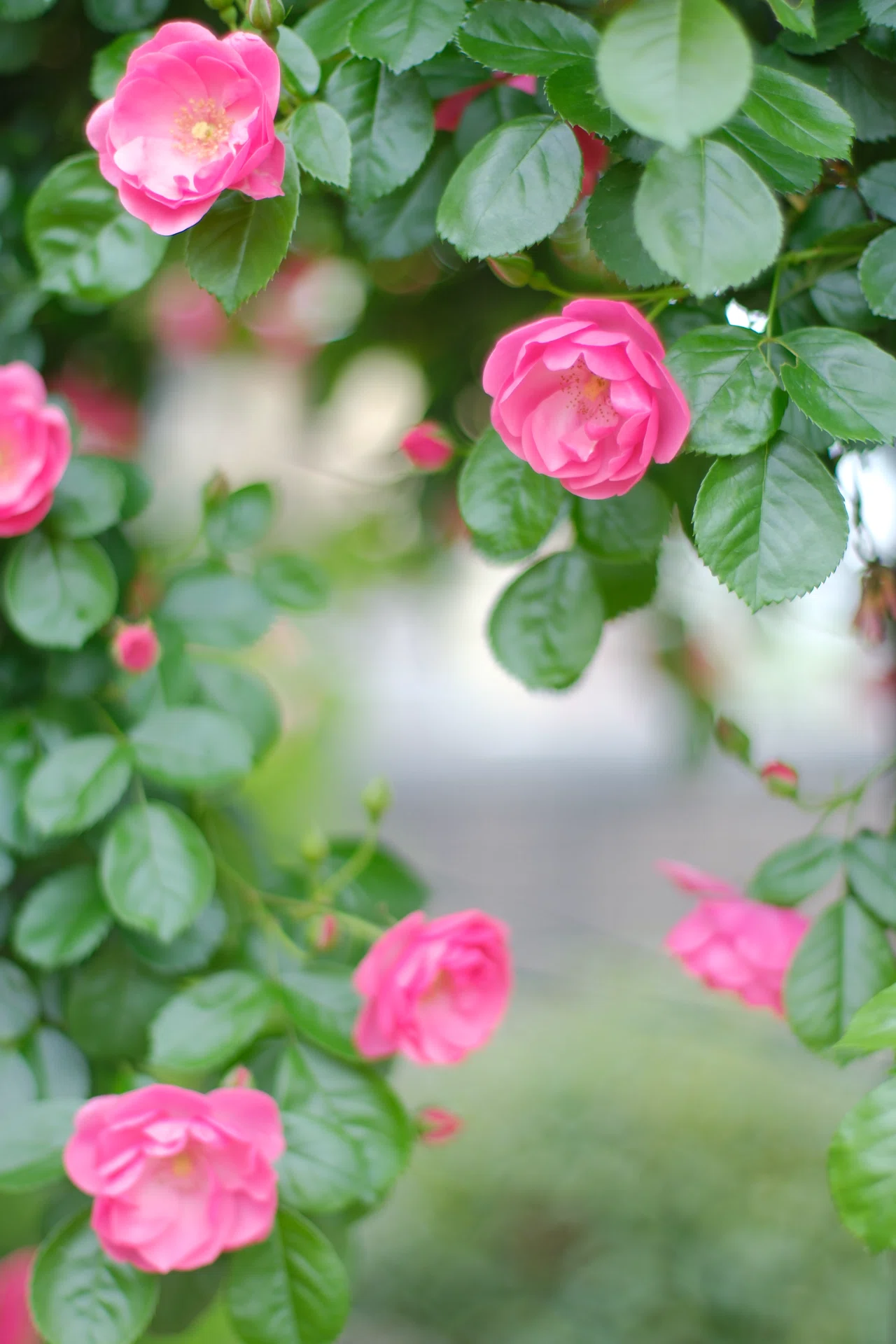 オールドレンズで薔薇｜あ〜さ☆