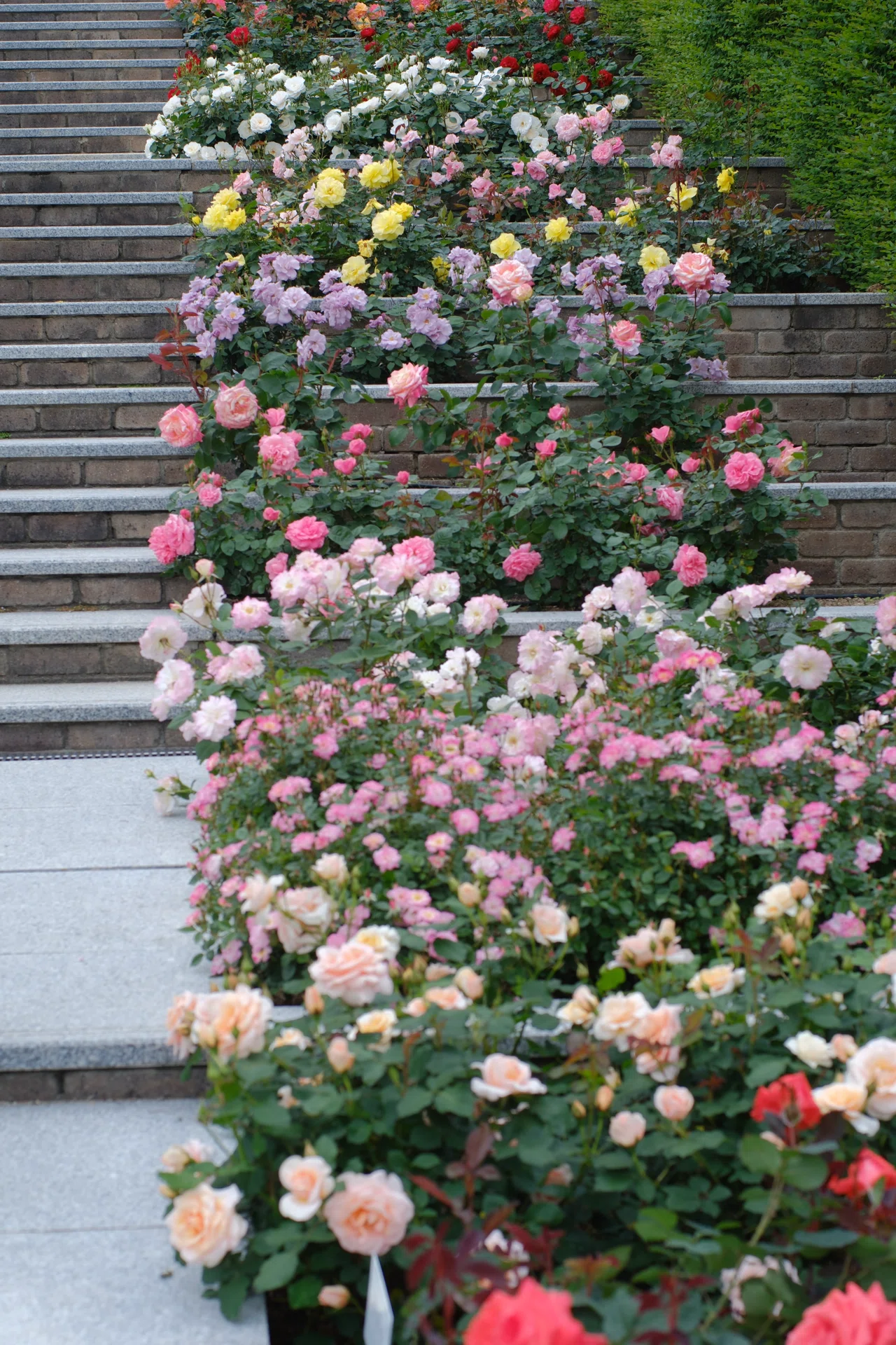 レンズ　まとめ売り　不揃い　いろいろ　※バラ売り不可 オールドレンズで薔薇と人工物(縦)｜あ〜さ☆
