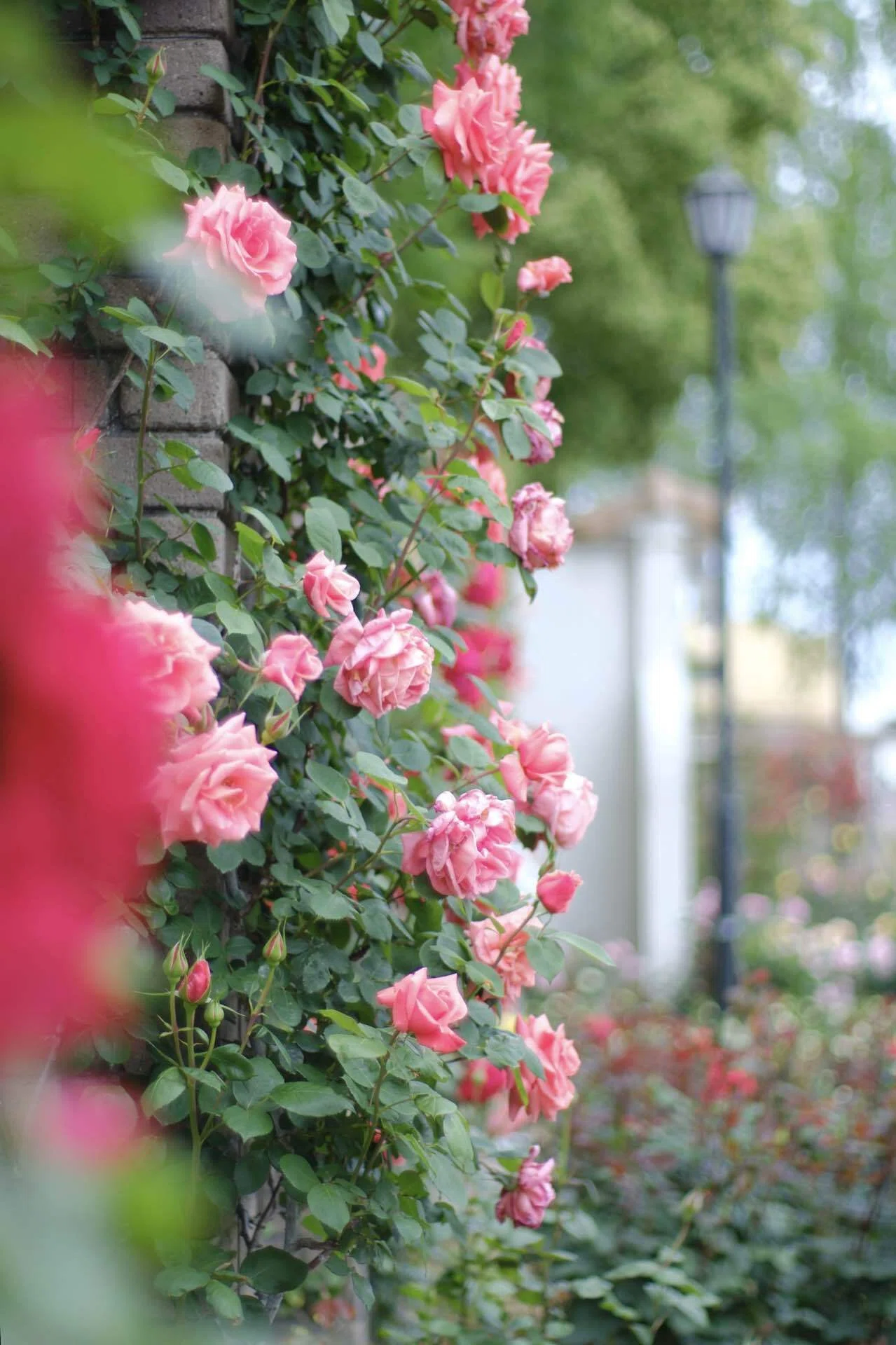 オールドレンズで薔薇と人工物(縦)｜あ〜さ☆