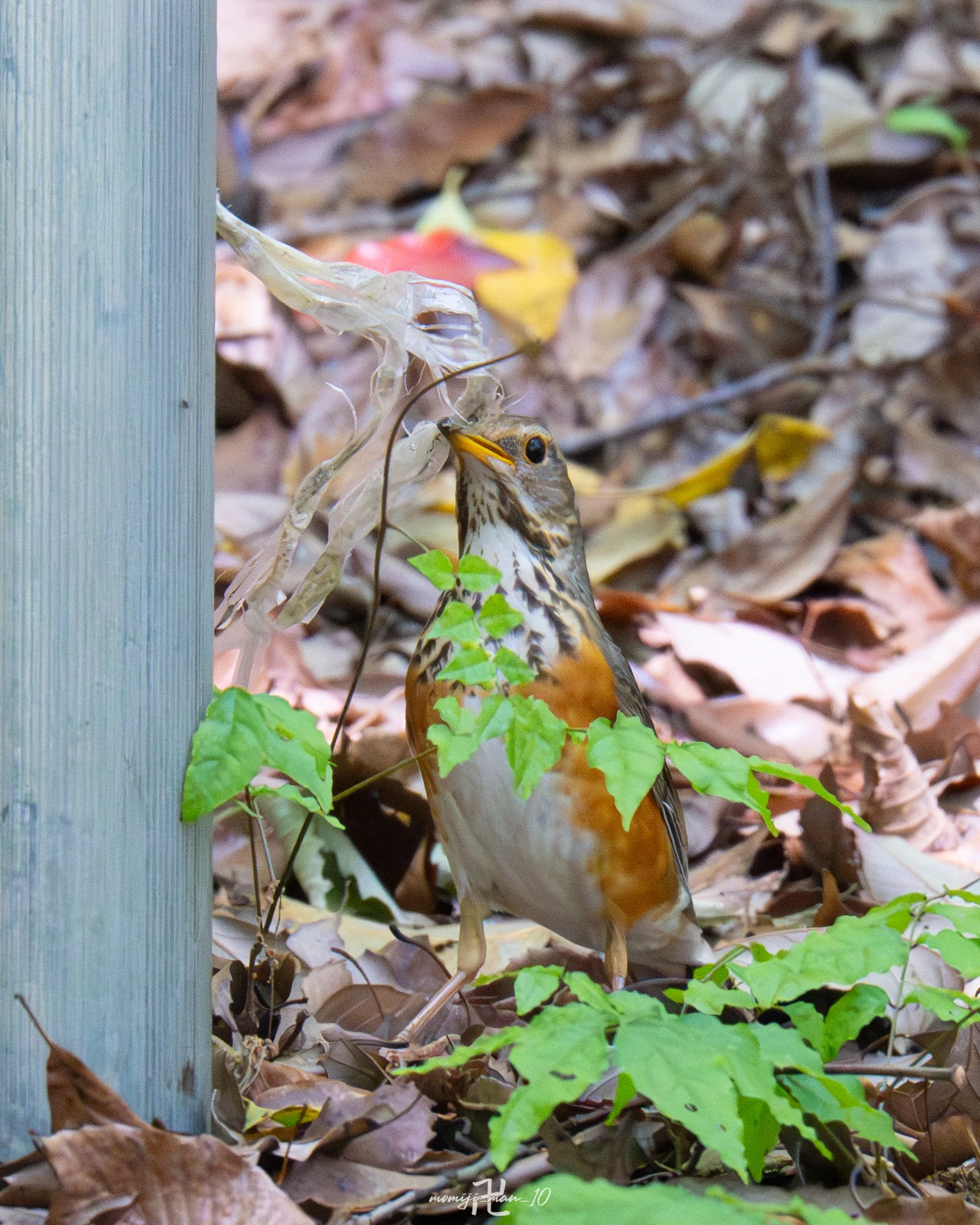 【レア】ツグミたちの荒野 スーパーレアな野鳥を撮ったかも。知らんけど｜もみじ卍ゅう│カメラと