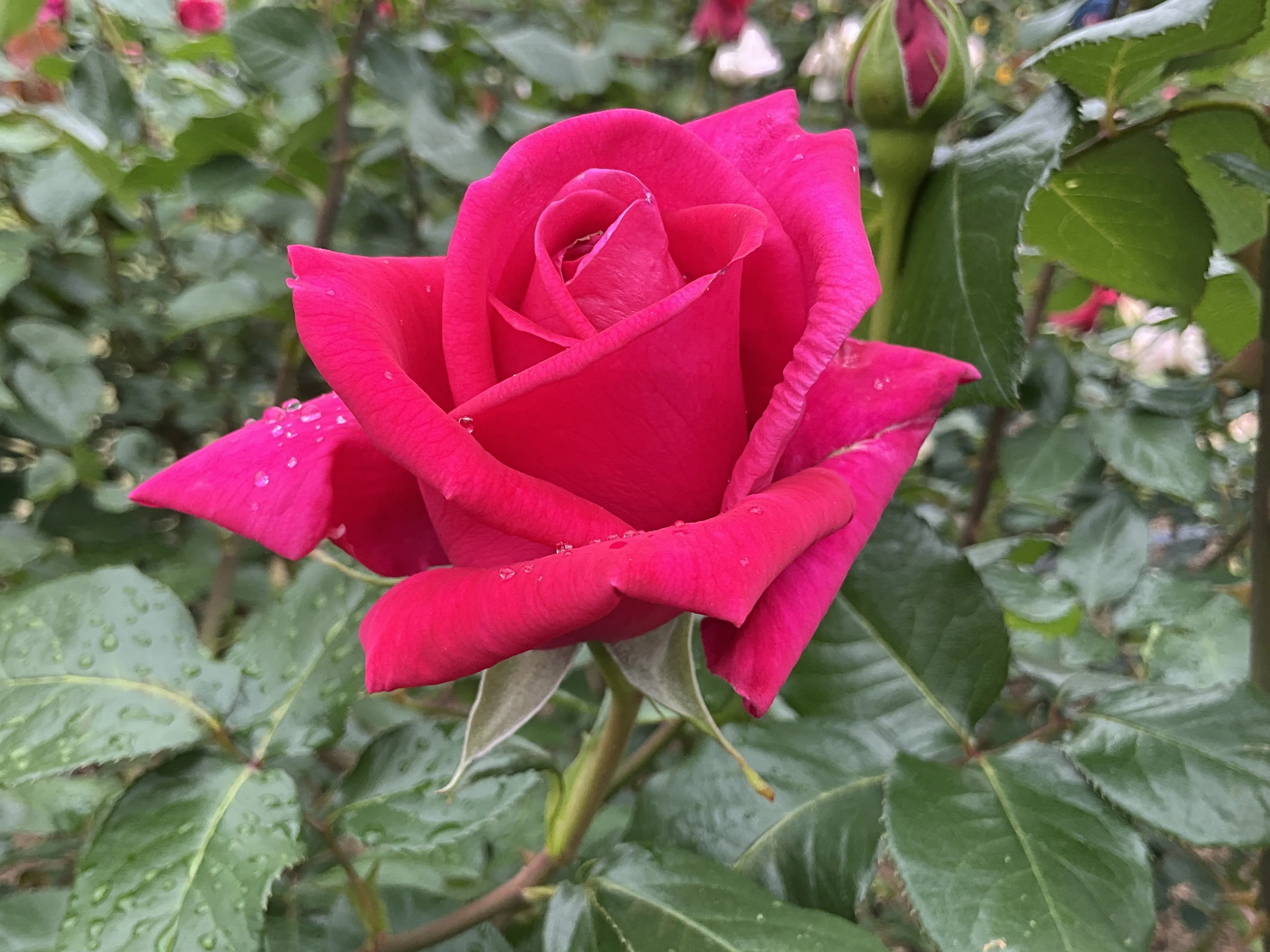 ★ハイブリット（外国種交配）開花予定株 ⑤ ふるさと（京都府立植物園）：2026年5月7日（木）｜藤井秀昭（『京都