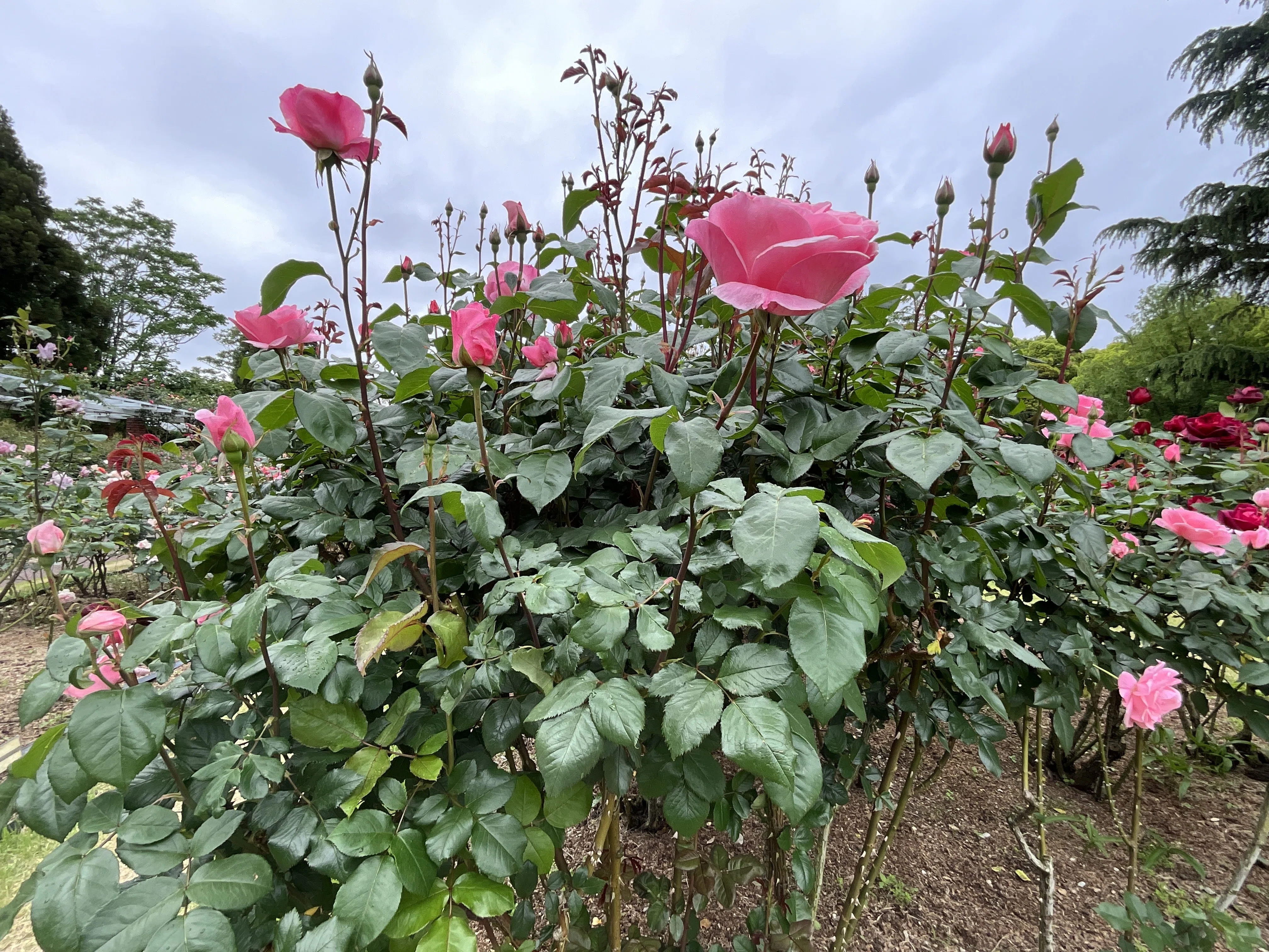 クイーン・エリザベス（京都府立植物園）：2026年5月9日（土）｜藤井