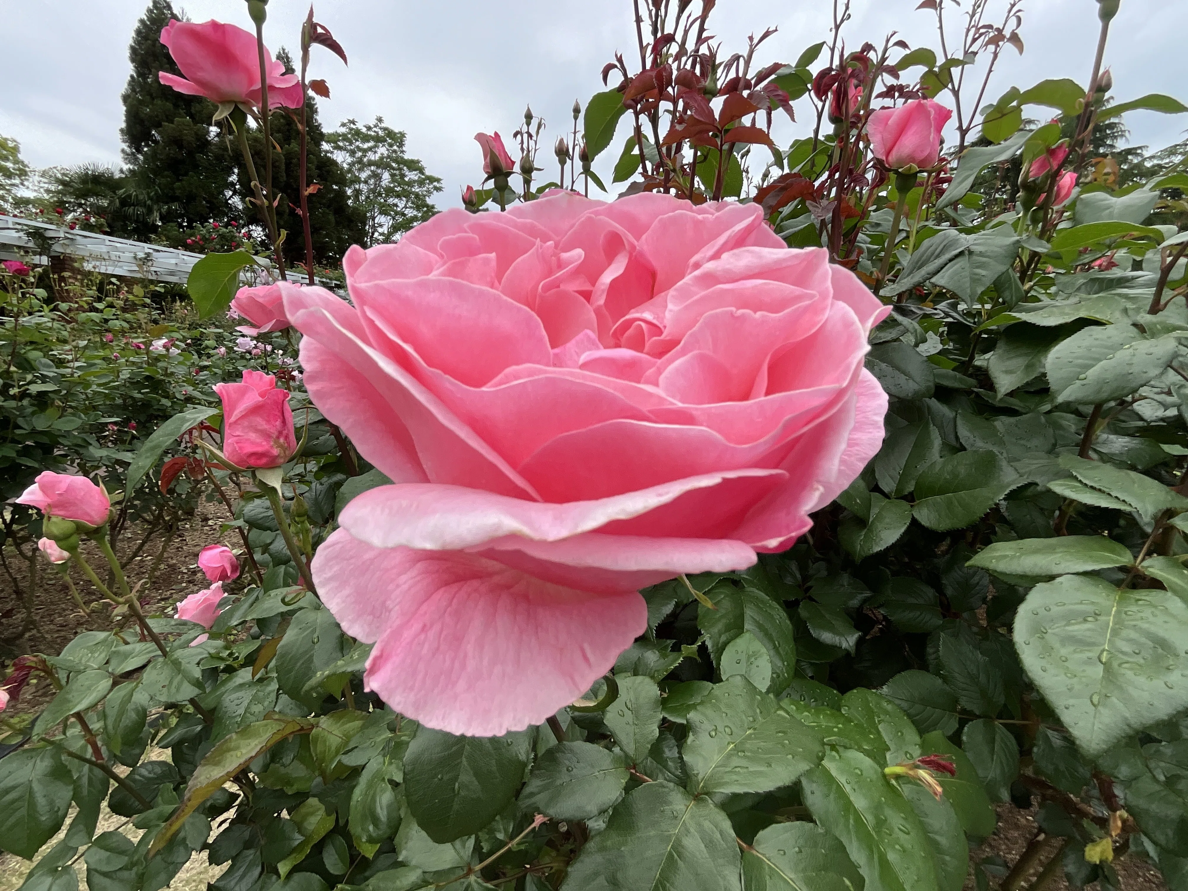 クイーン・エリザベス（京都府立植物園）：2026年5月9日（土）｜藤井