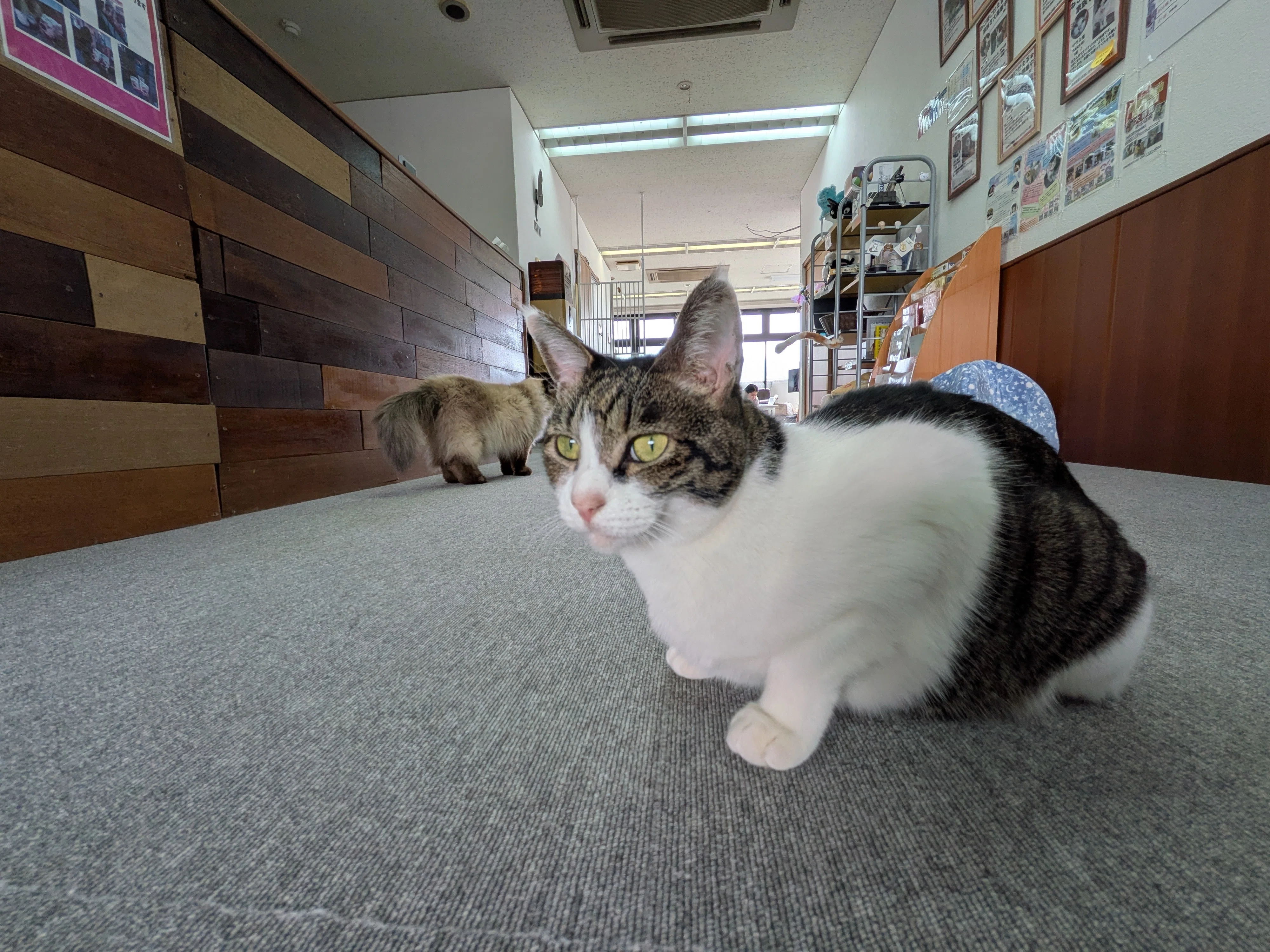 相性ってあるもんなんだなあ｜まろん