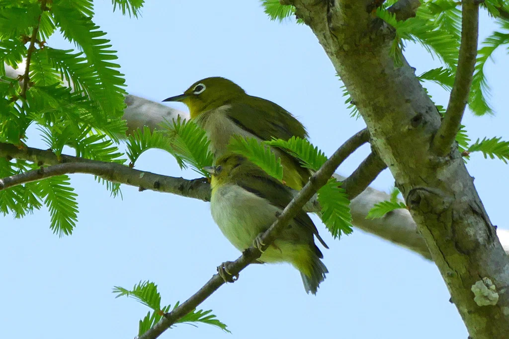 鳥と木の枝 記録】鳥（2026年5月①）｜みなりん