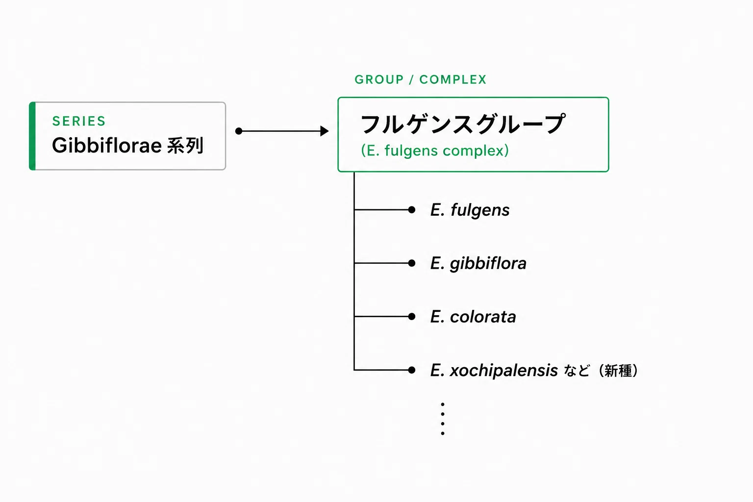 【異型アゲハ】ウラギンアゲハ ♂♀標本★中米メキシコ産★ 極稀♀赤化型 美麗貴重 論文や文献を見るのに役立つ！エケベリア17系列！｜メキシコ多肉ノート