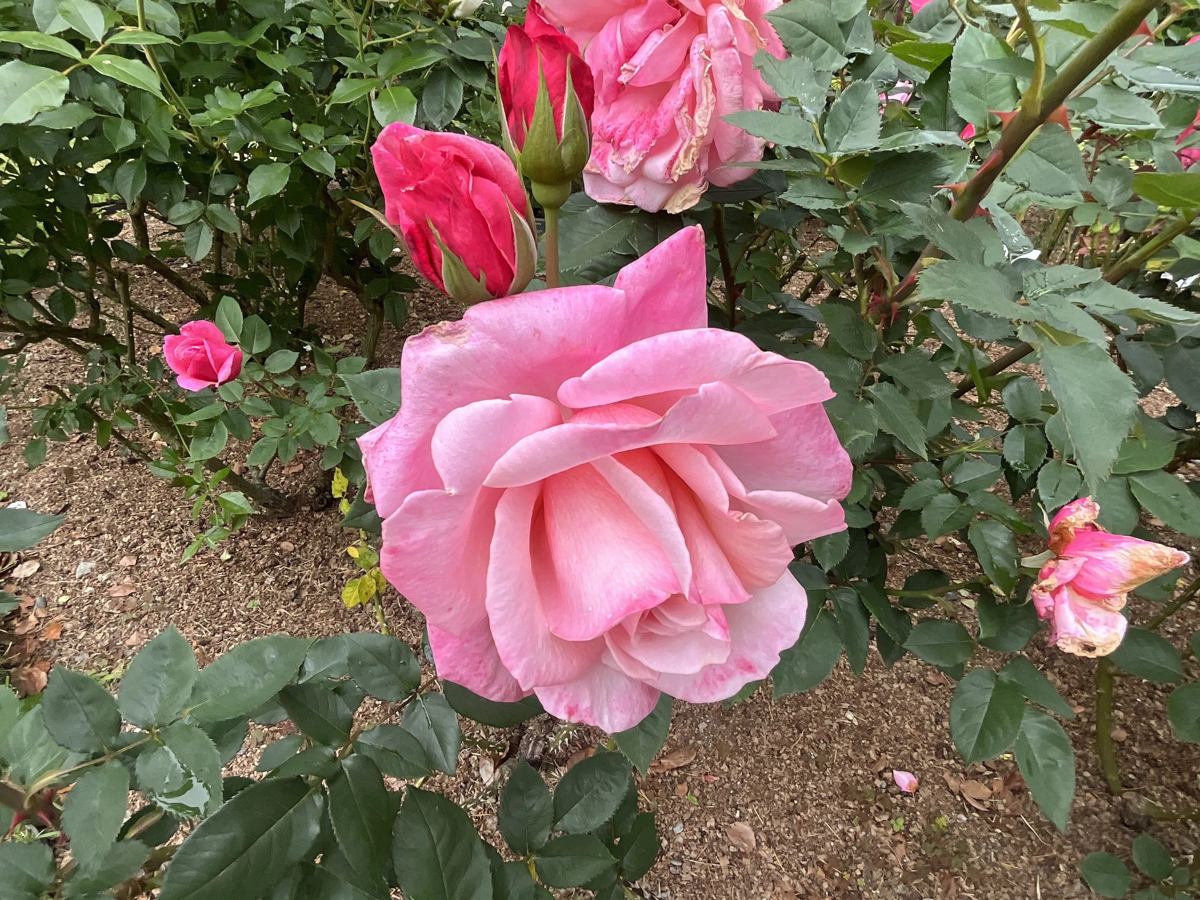 ファースト・プライズ （京都府立植物園）：2026年5月7日（木）｜藤井
