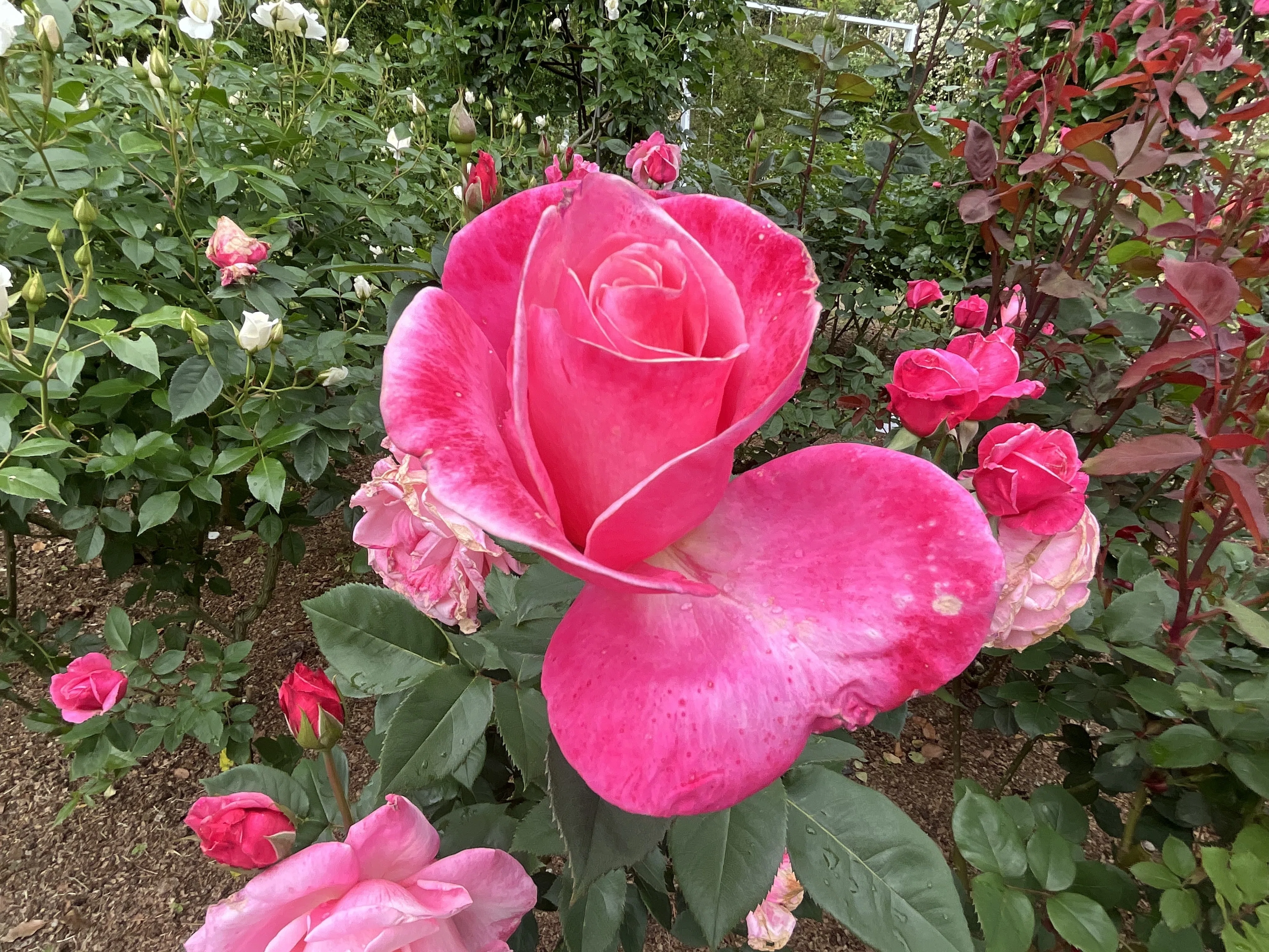 ファースト・プライズ （京都府立植物園）：2026年5月7日（木）｜藤井