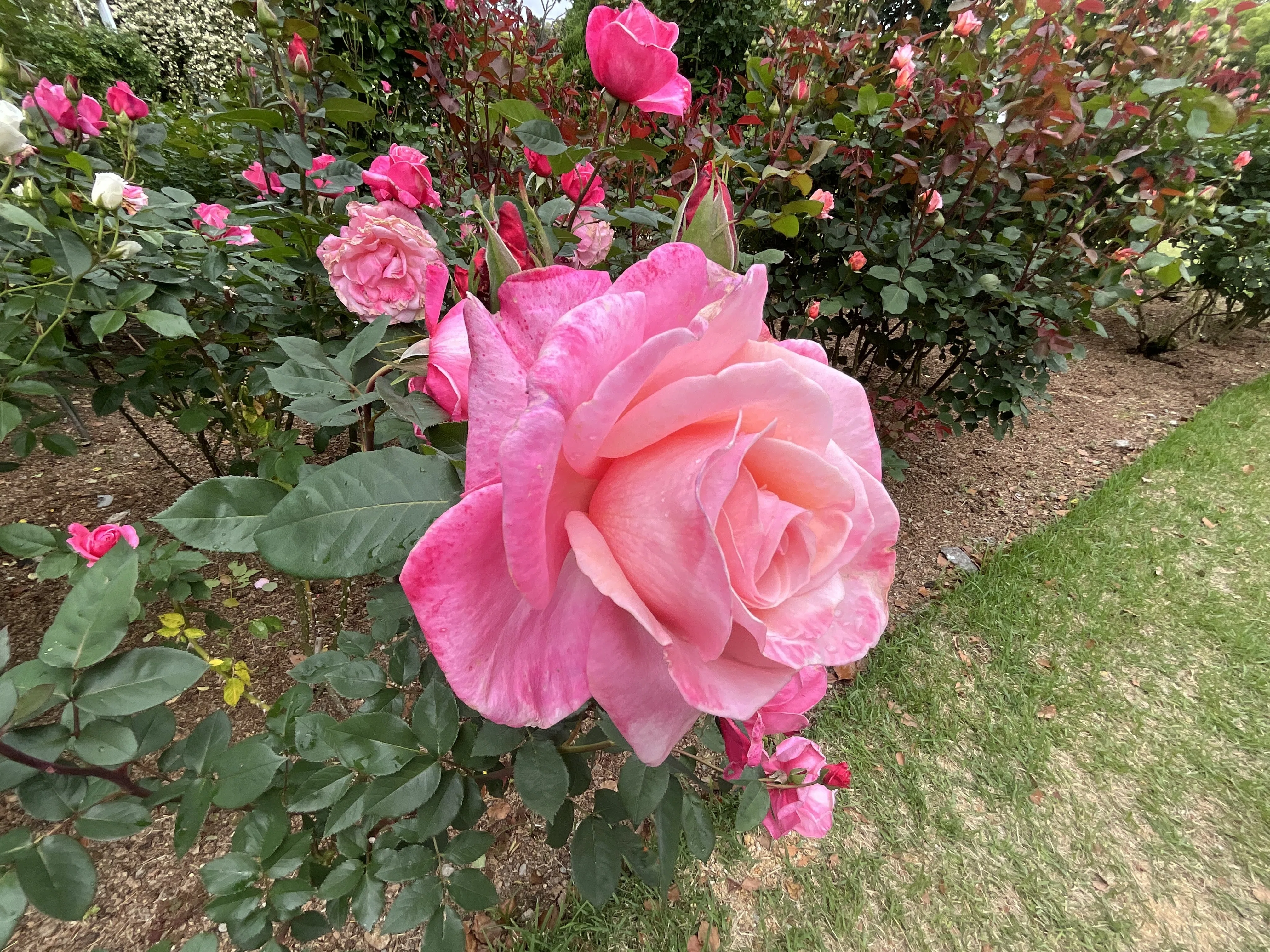 ファースト・プライズ （京都府立植物園）：2026年5月7日（木）｜藤井