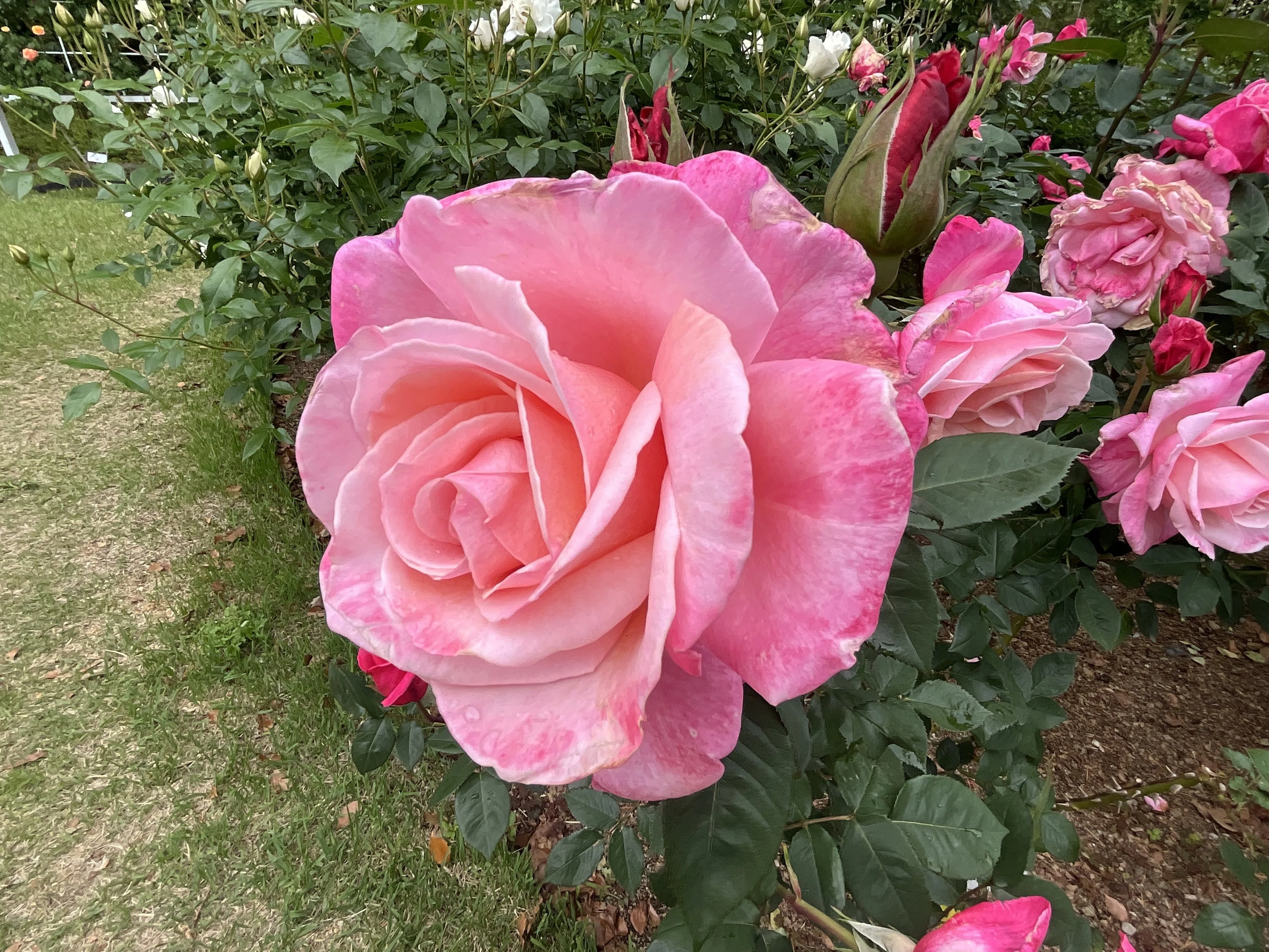 ファースト・プライズ （京都府立植物園）：2026年5月7日（木）｜藤井