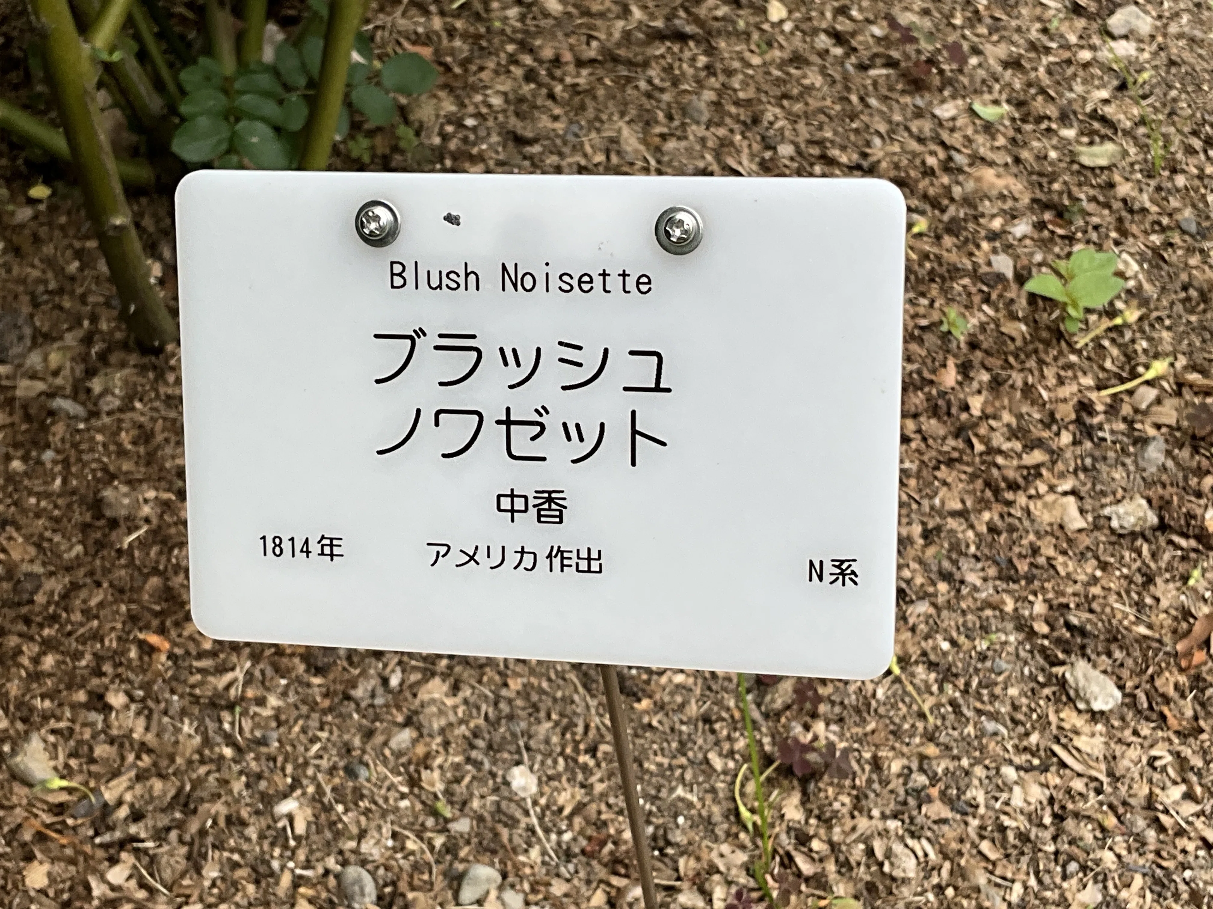 New ブラッシュ・ノワゼット（京都府立植物園）：2026年5月8日（金）｜藤井 Koreanセット(バラ売り値下げ不可) Easy 語学・辞書・学習参考書