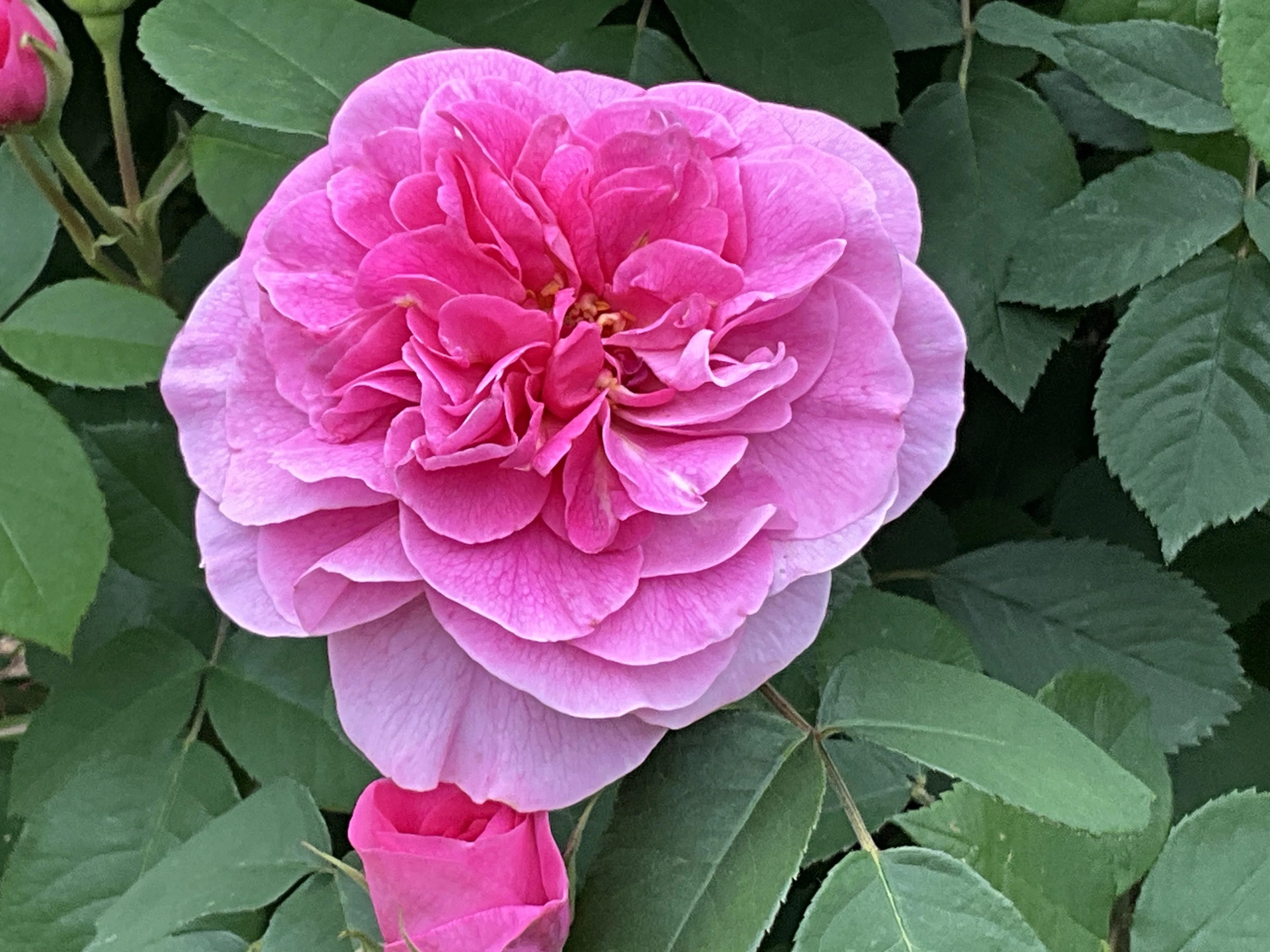 ブラッシュ・ノワゼット（京都府立植物園）：2026年5月8日（金）｜藤井
