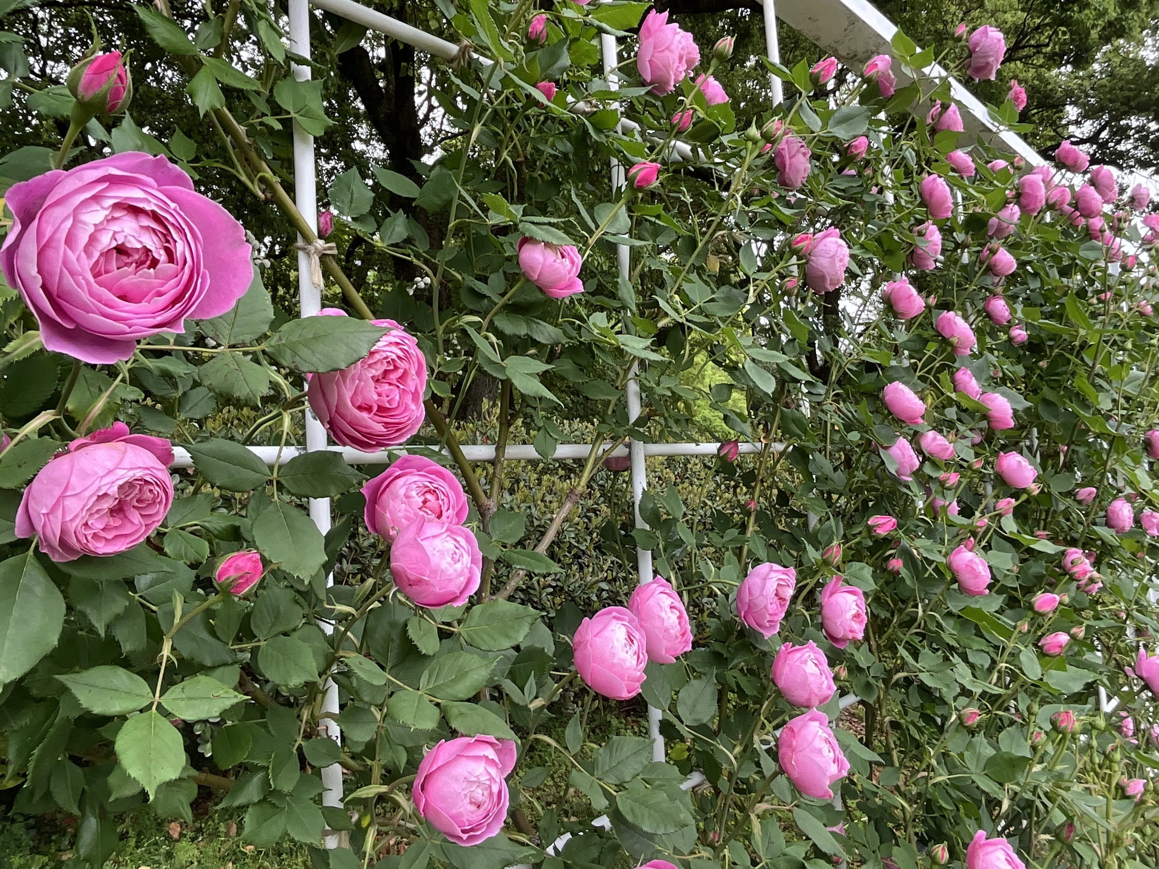 ラ・レーヌ・ヴィクトリア（京都府立植物園）：2026年5月8日（金