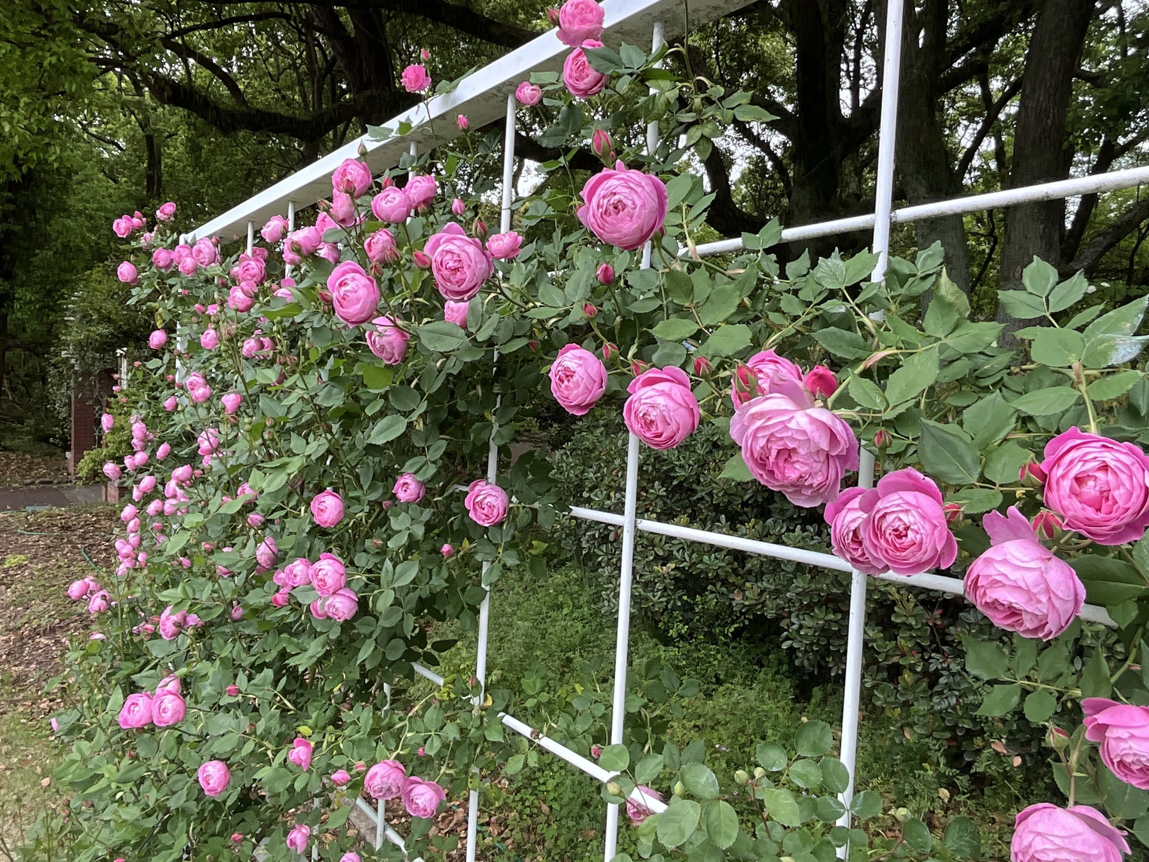 La Reine Victoria (Kyoto Botanical Gardens): Friday, May 8, 2026