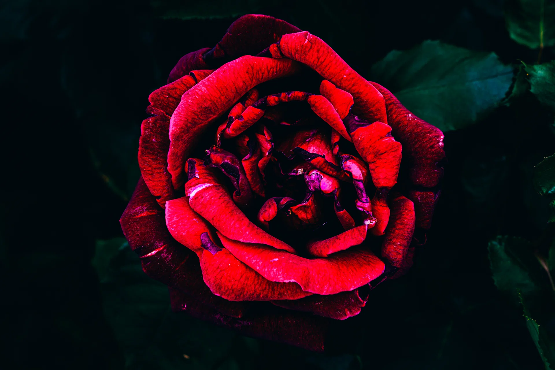 写真】薔薇の咲く季節が戻る｜どいしゅんすけ