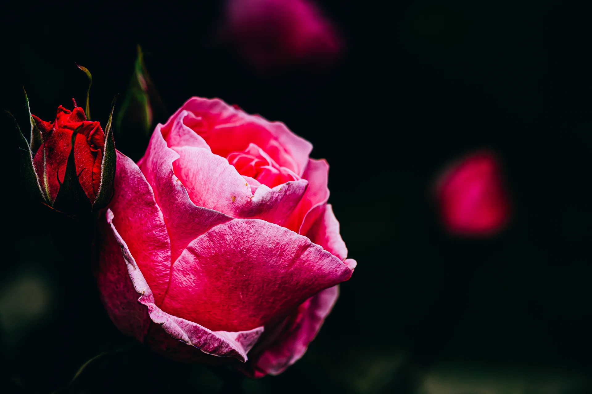 写真】薔薇の咲く季節が戻る｜どいしゅんすけ