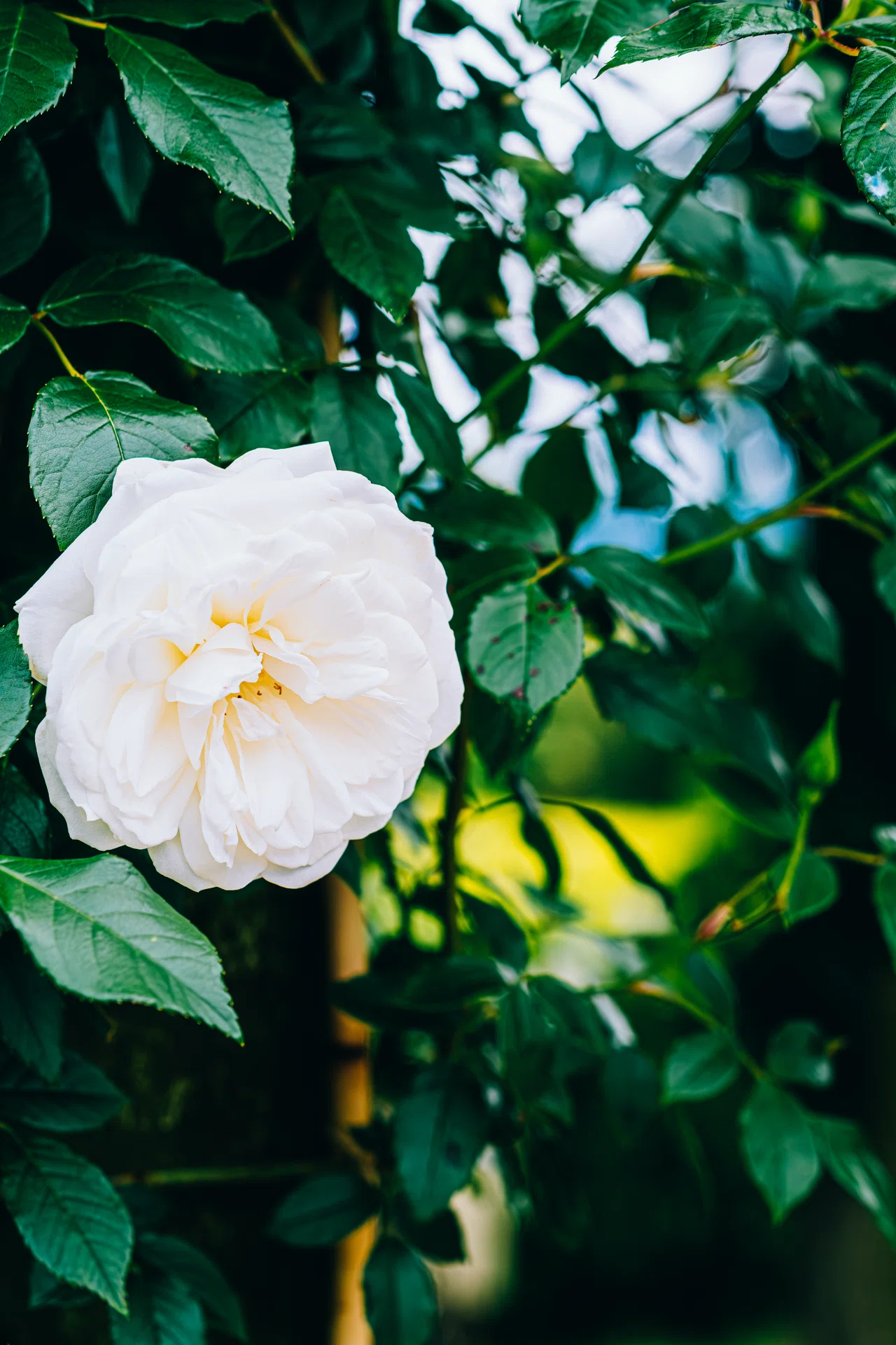 写真】薔薇の咲く季節が戻る｜どいしゅんすけ