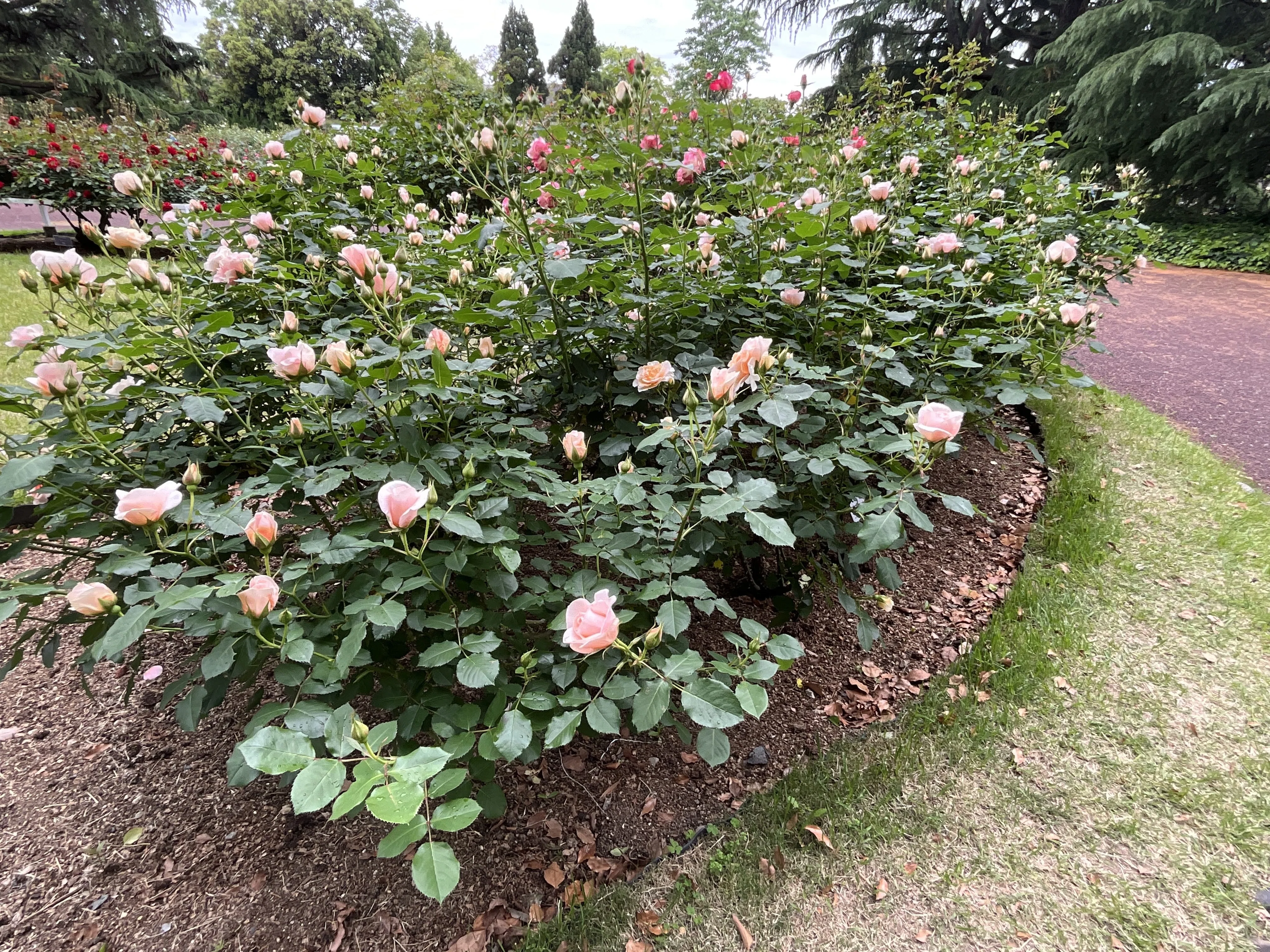 13絃(万葉琴) 琴音（京都府立植物園）：2026年5月8日（金）｜藤井秀昭（『京都居候