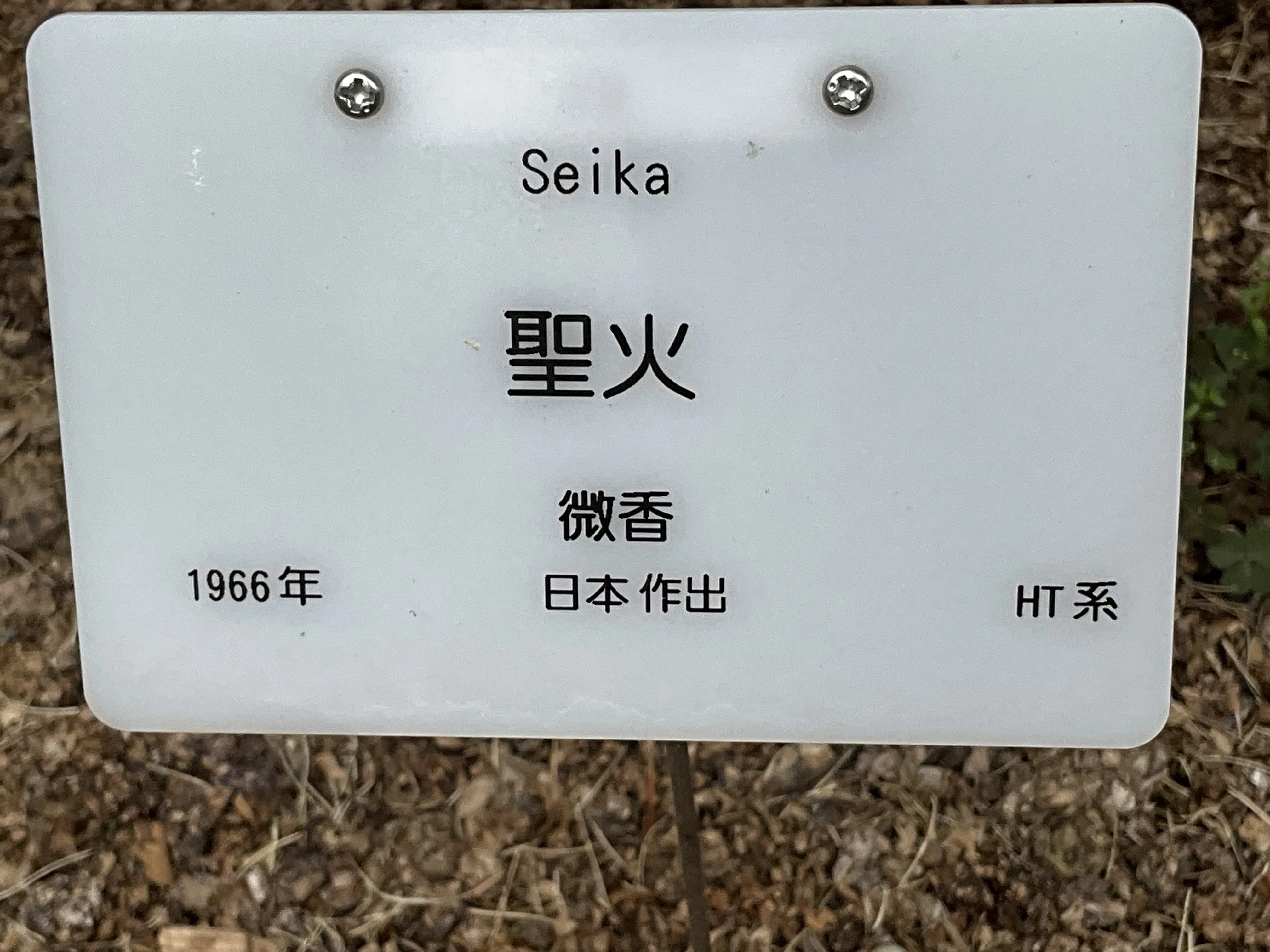 聖火（京都府立植物園）：2026年5月6日（水）｜藤井秀昭（『京都居候