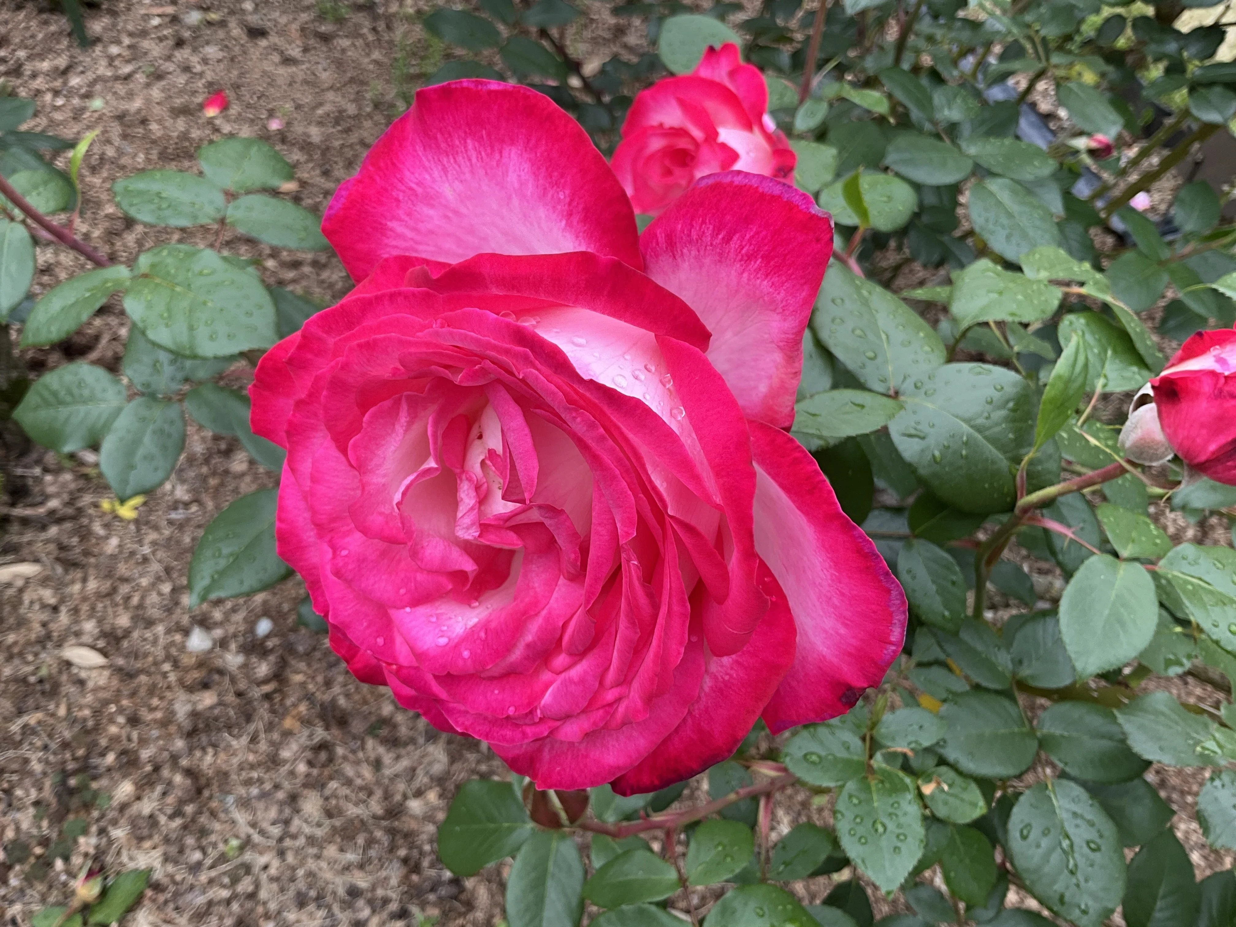 聖火（京都府立植物園）：2026年5月6日（水）｜藤井秀昭（『京都居候