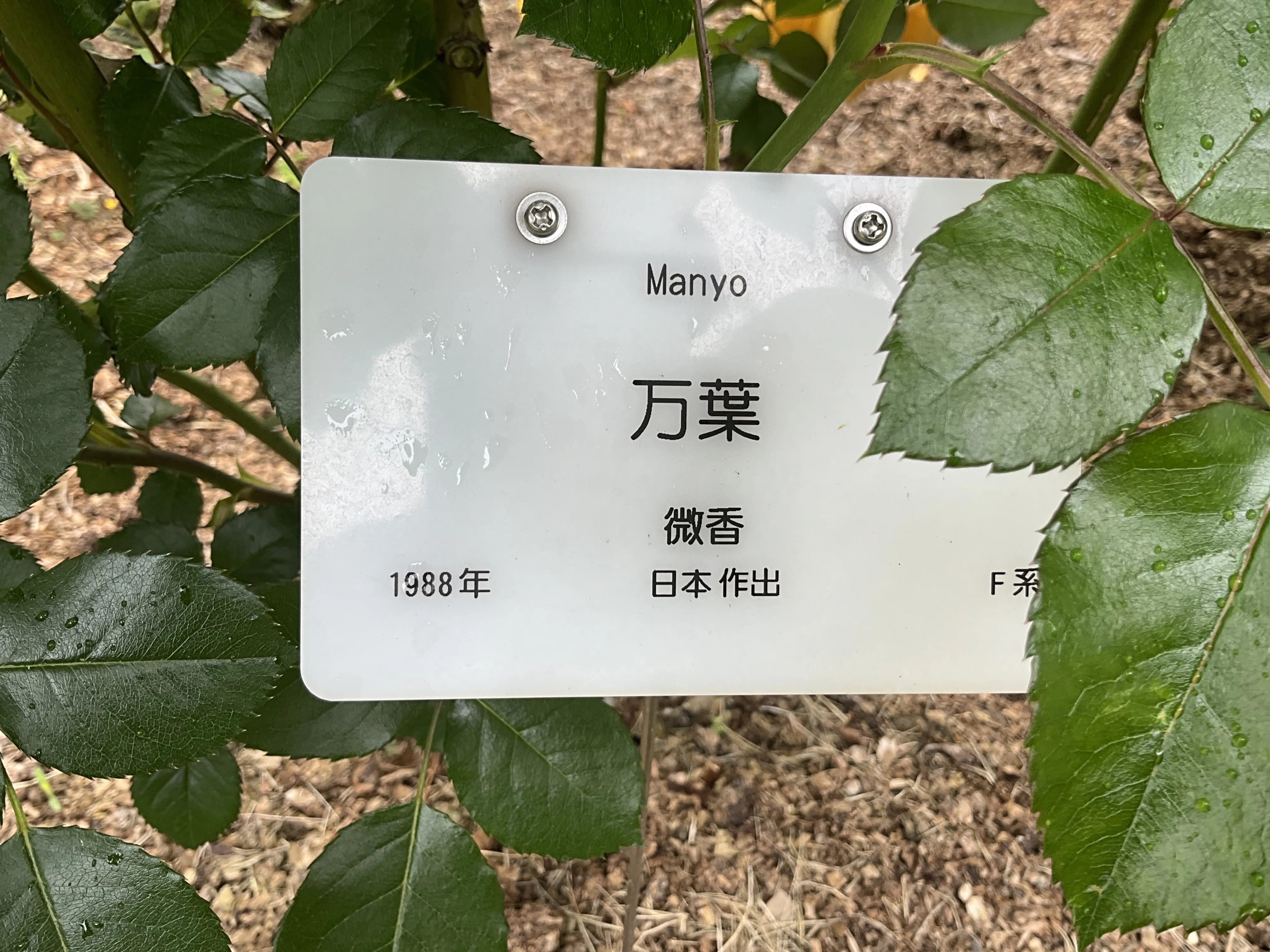万葉（京都府立植物園）：2026年5月8日（金）｜藤井秀昭（『京都居候