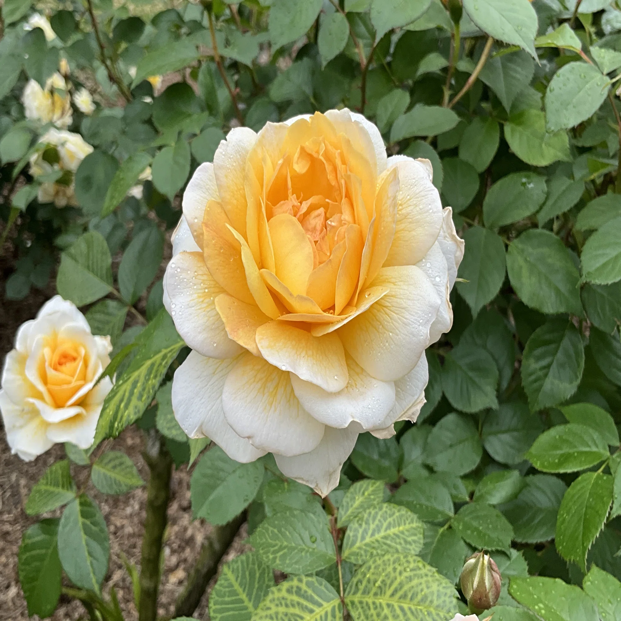 ムーンスプライト（京都府立植物園）：2026年5月6日（水）｜藤井秀昭 