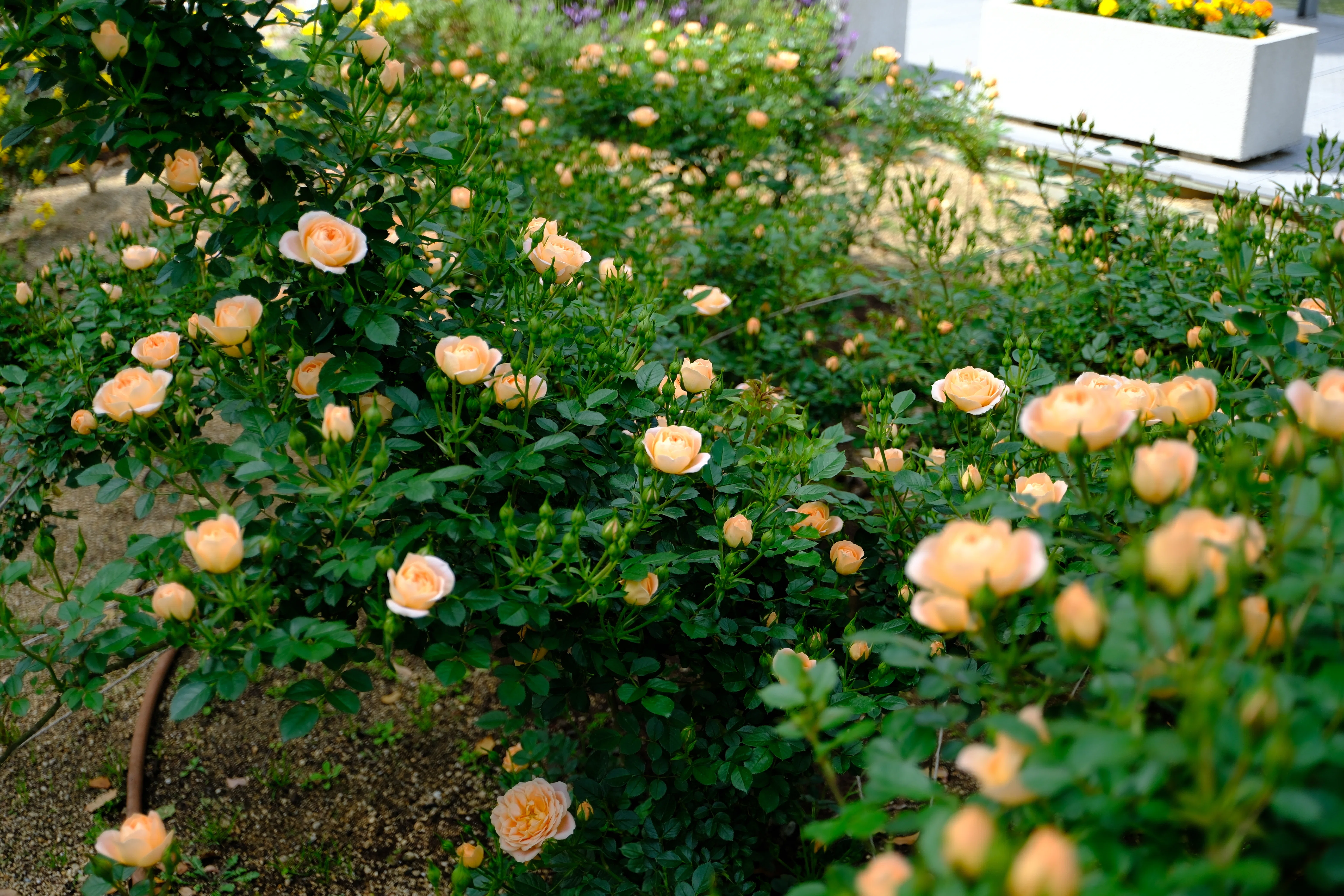 📷X-T30III × 🌹中之島バラ園 ｜ 🇬🇧スイート・ドリーム｜ぱぽにゃん