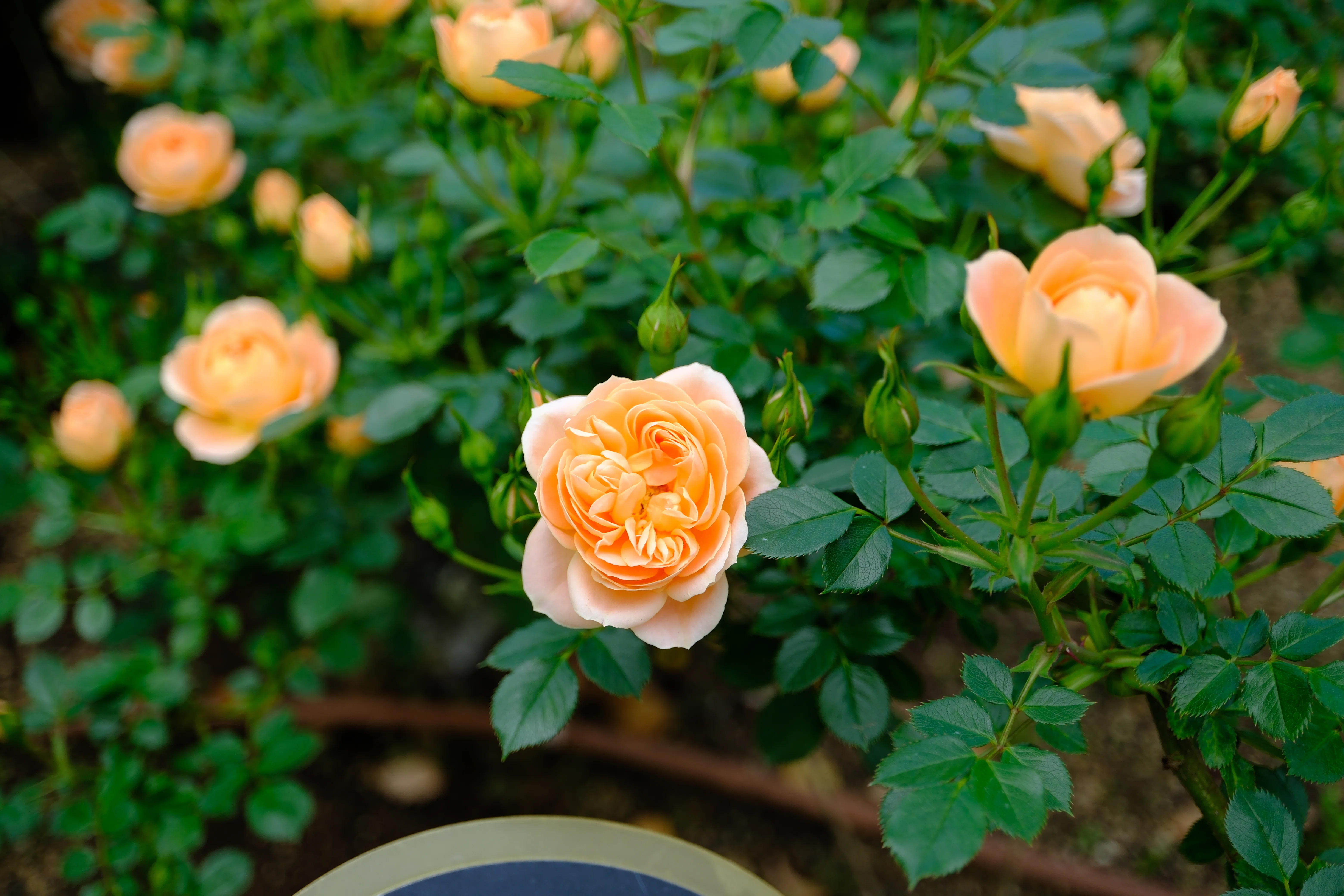 📷X-T30III × 🌹中之島バラ園 ｜ 🇬🇧スイート・ドリーム｜ぱぽにゃん