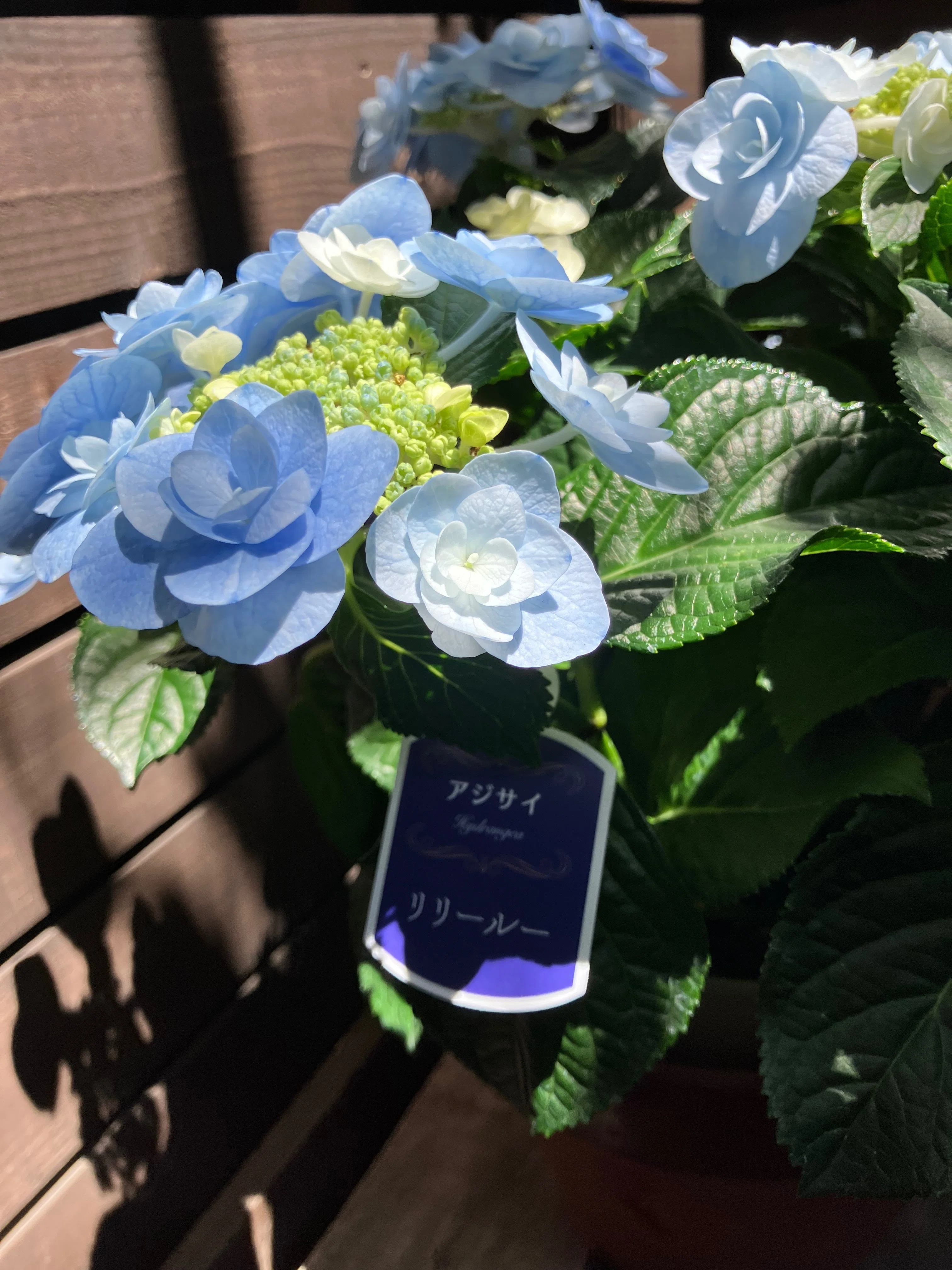 母の日のちょっと早めのプレゼント、もらっちゃいました〜 去年は