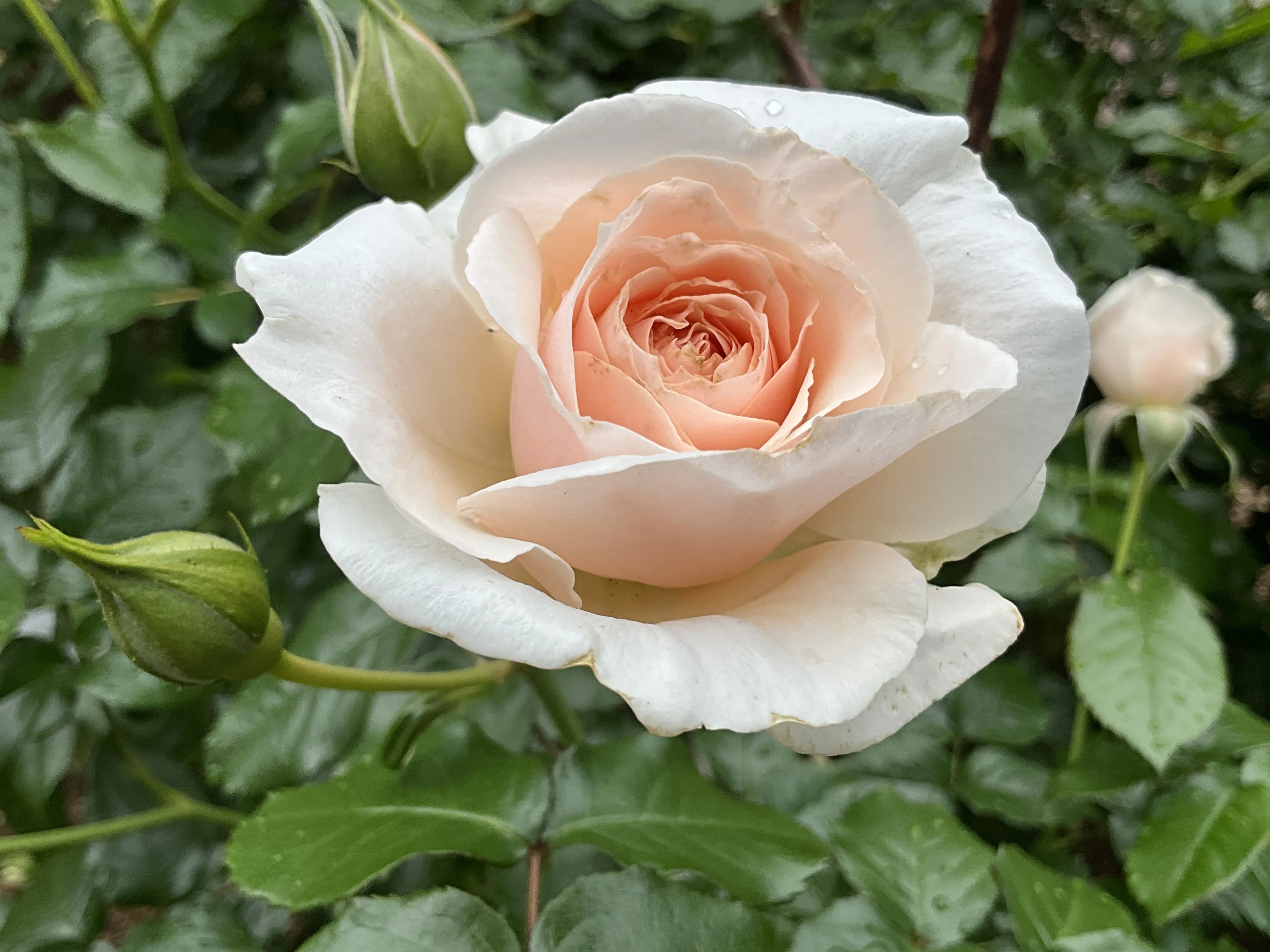 ルイーザ・ストーン（京都府立植物園）：2026年5月8日（金）｜藤井秀昭