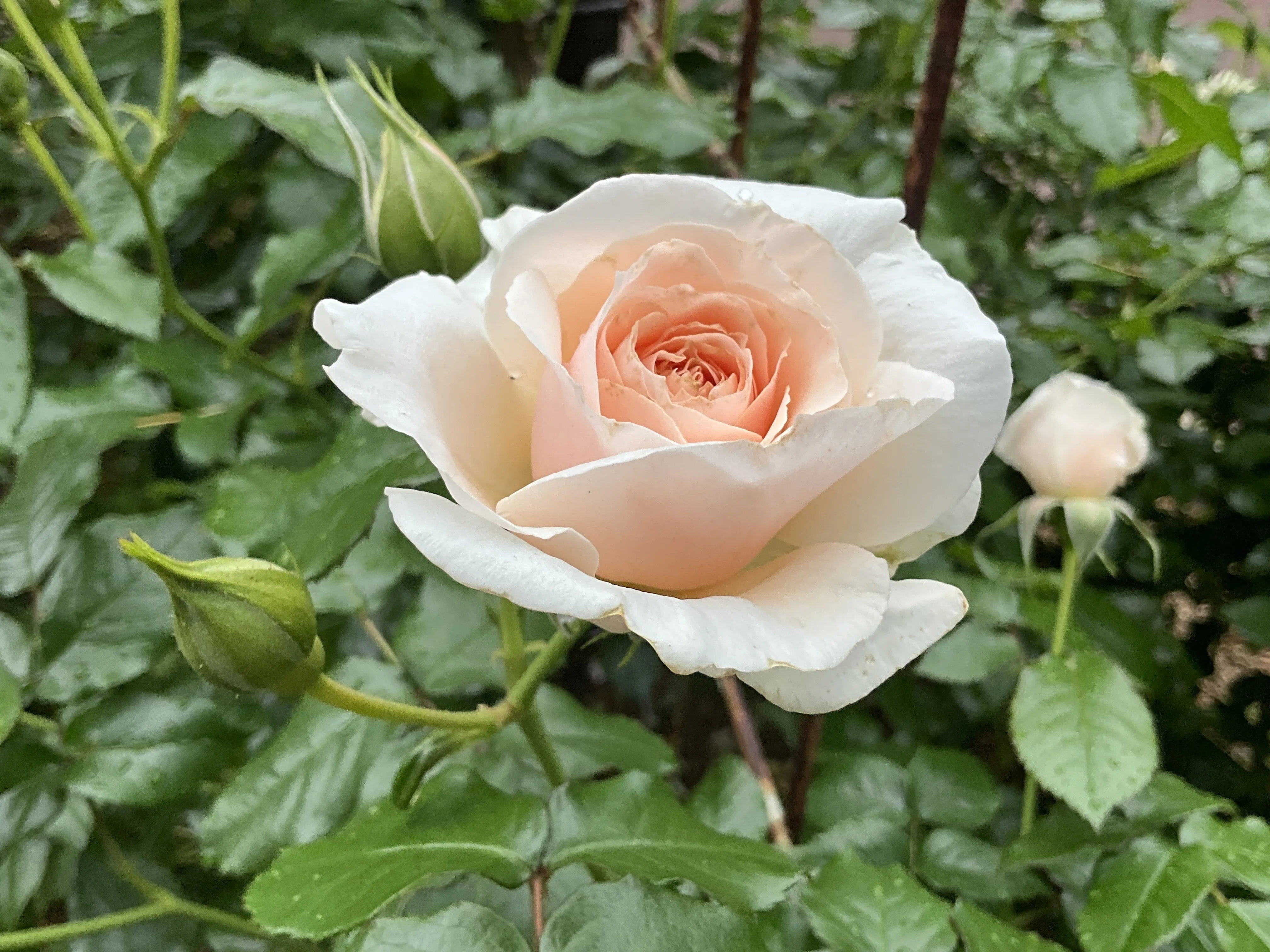 ルイーザ・ストーン（京都府立植物園）：2026年5月8日（金）｜藤井秀昭
