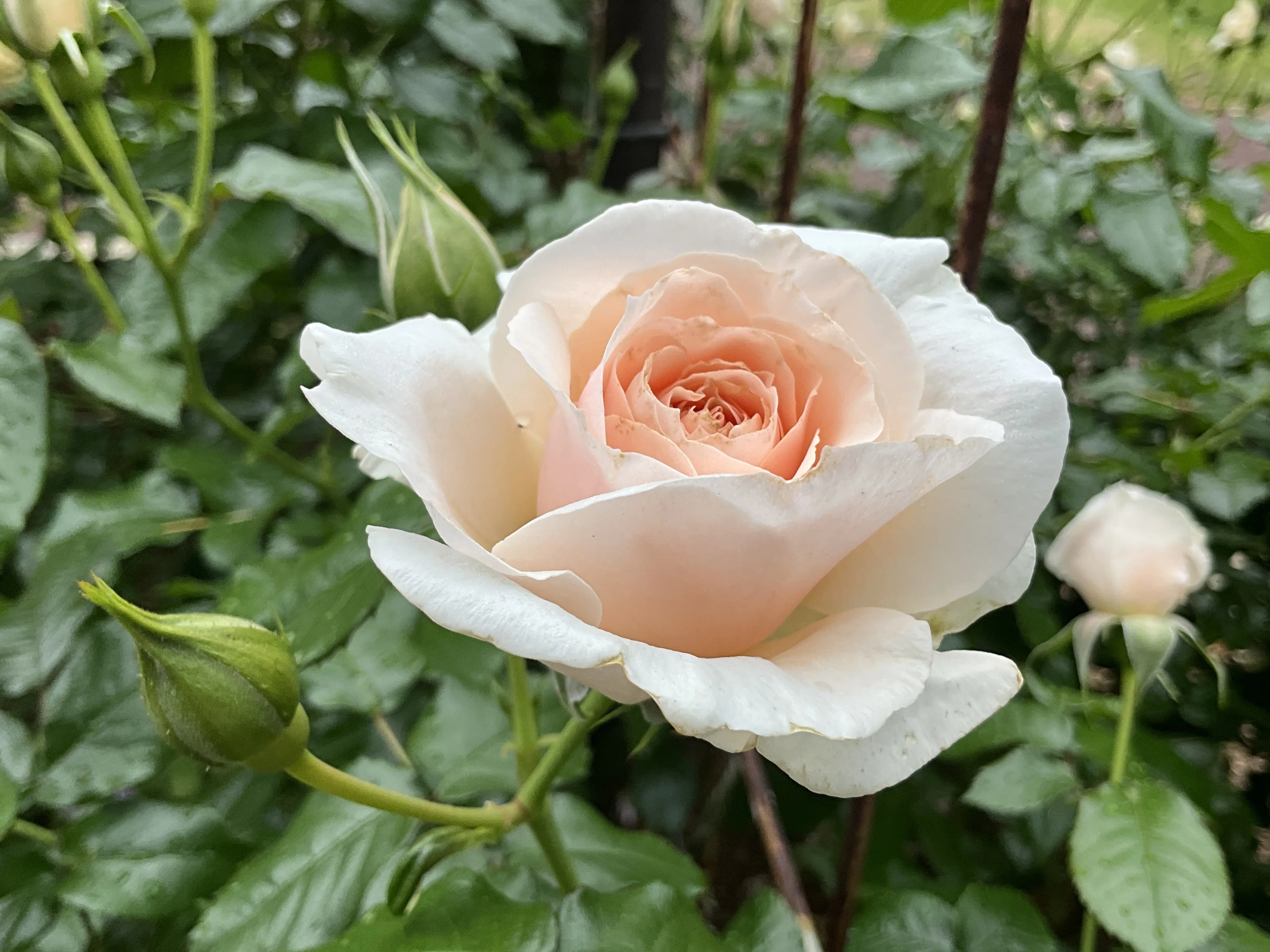 ルイーザ・ストーン（京都府立植物園）：2026年5月8日（金）｜藤井秀昭