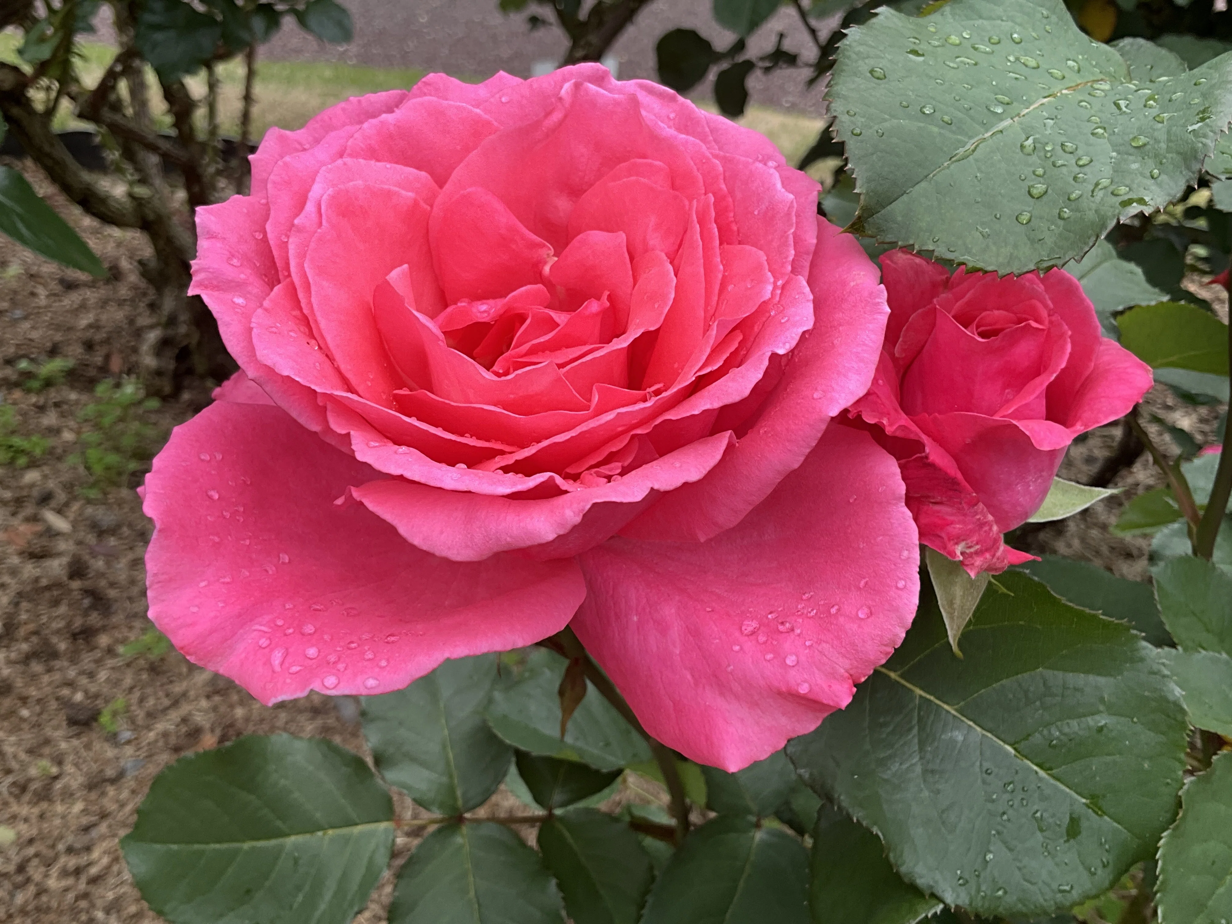 芳純（京都府立植物園）：2026年5月8日（金）｜藤井秀昭（『京都居候
