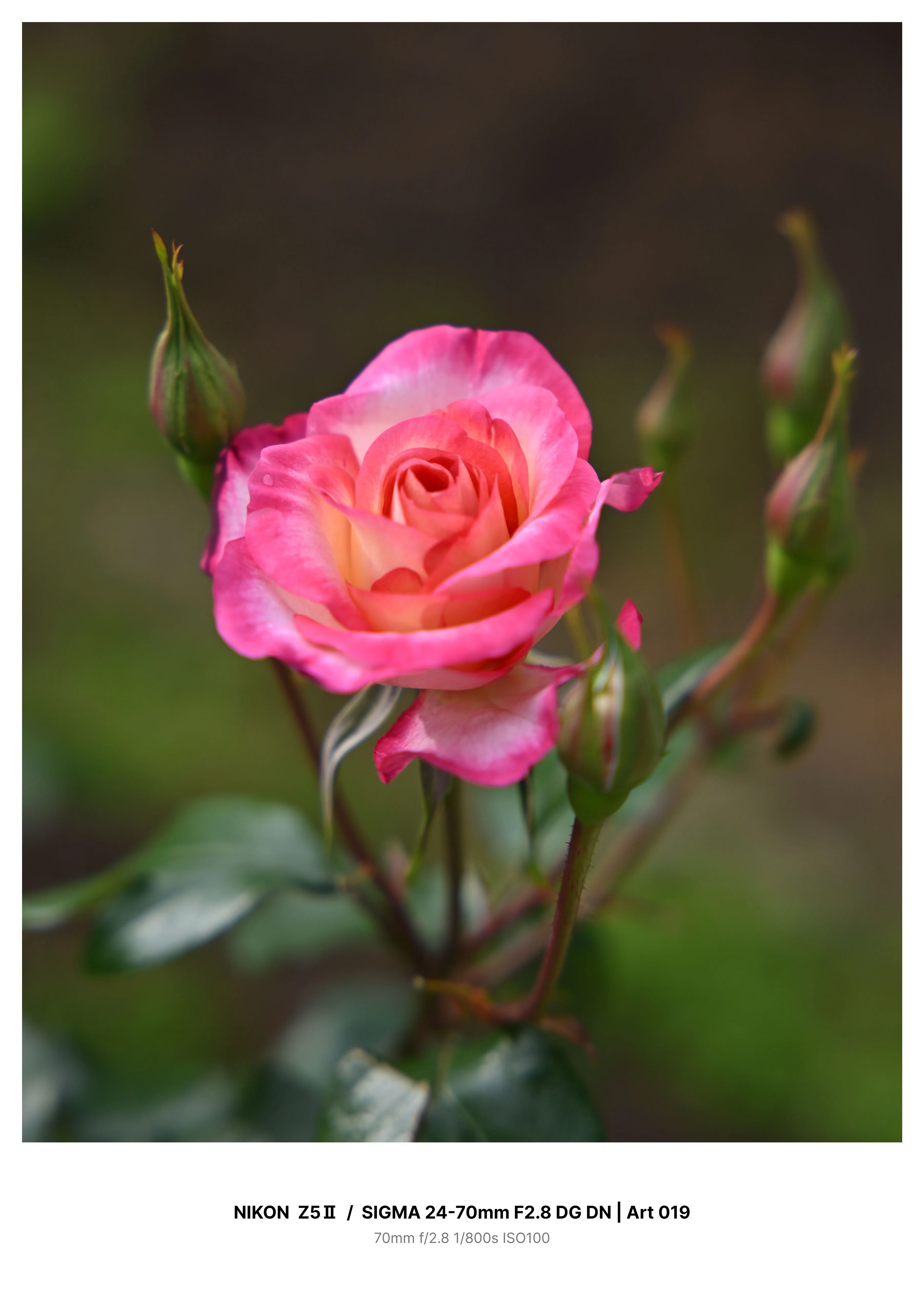 金沢で早咲きの薔薇を求めてカメラさんぽ Z5Ⅱ｜kenken