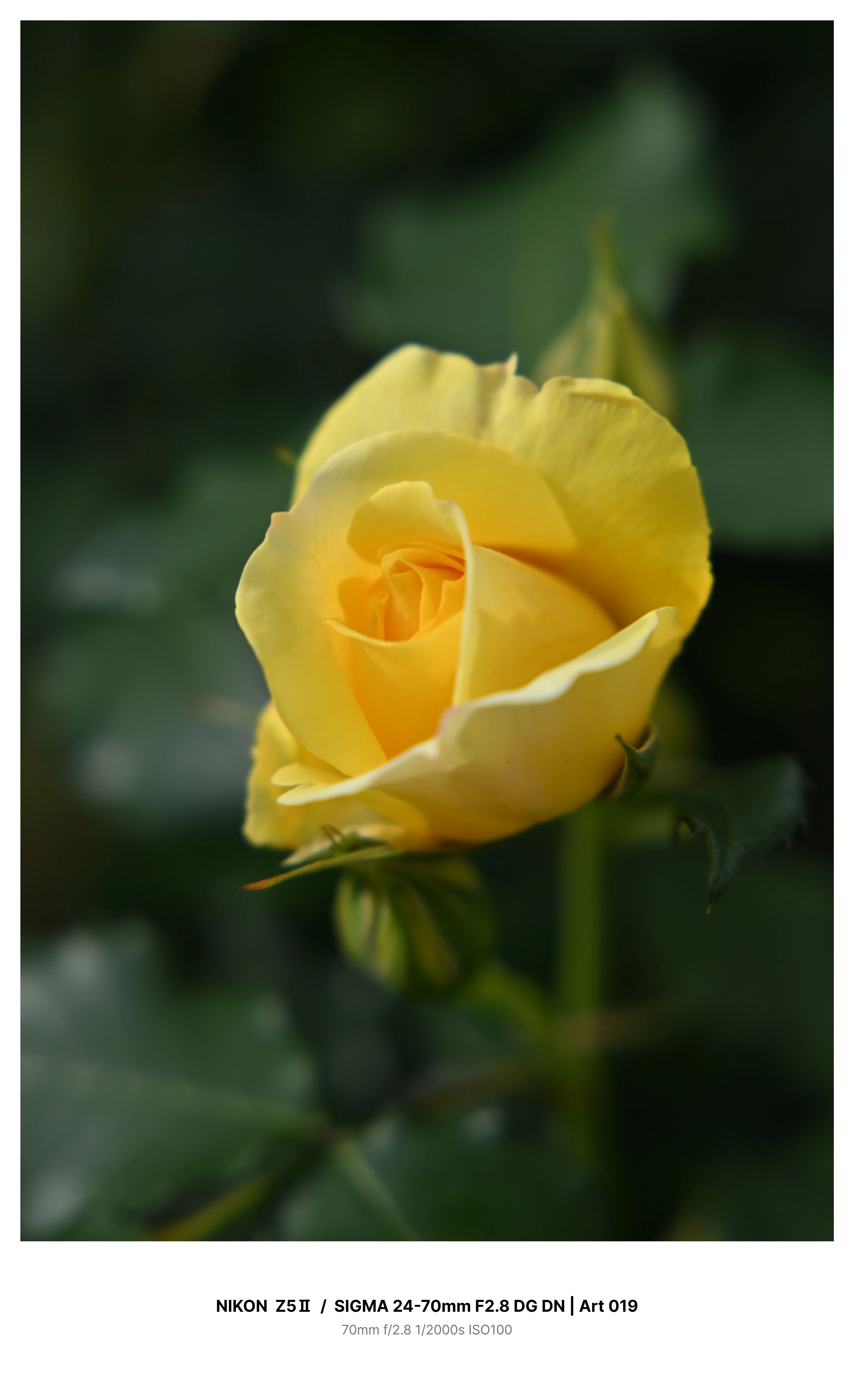 赤本　医学部　バラ売り可　2019年2021年2022年 金沢で早咲きの薔薇を求めてカメラさんぽ Z5Ⅱ｜kenken