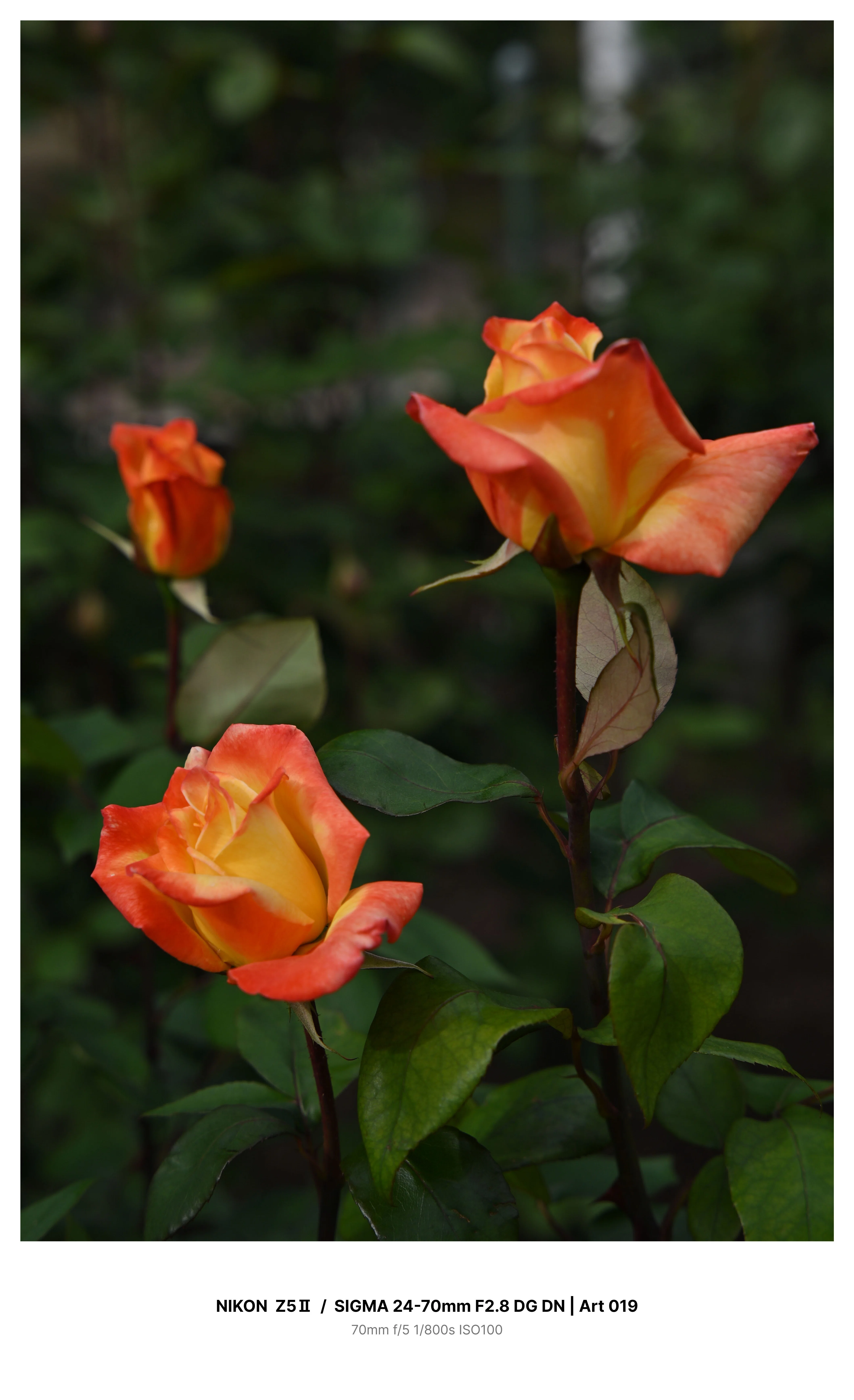 金沢で早咲きの薔薇を求めてカメラさんぽ Z5Ⅱ｜kenken