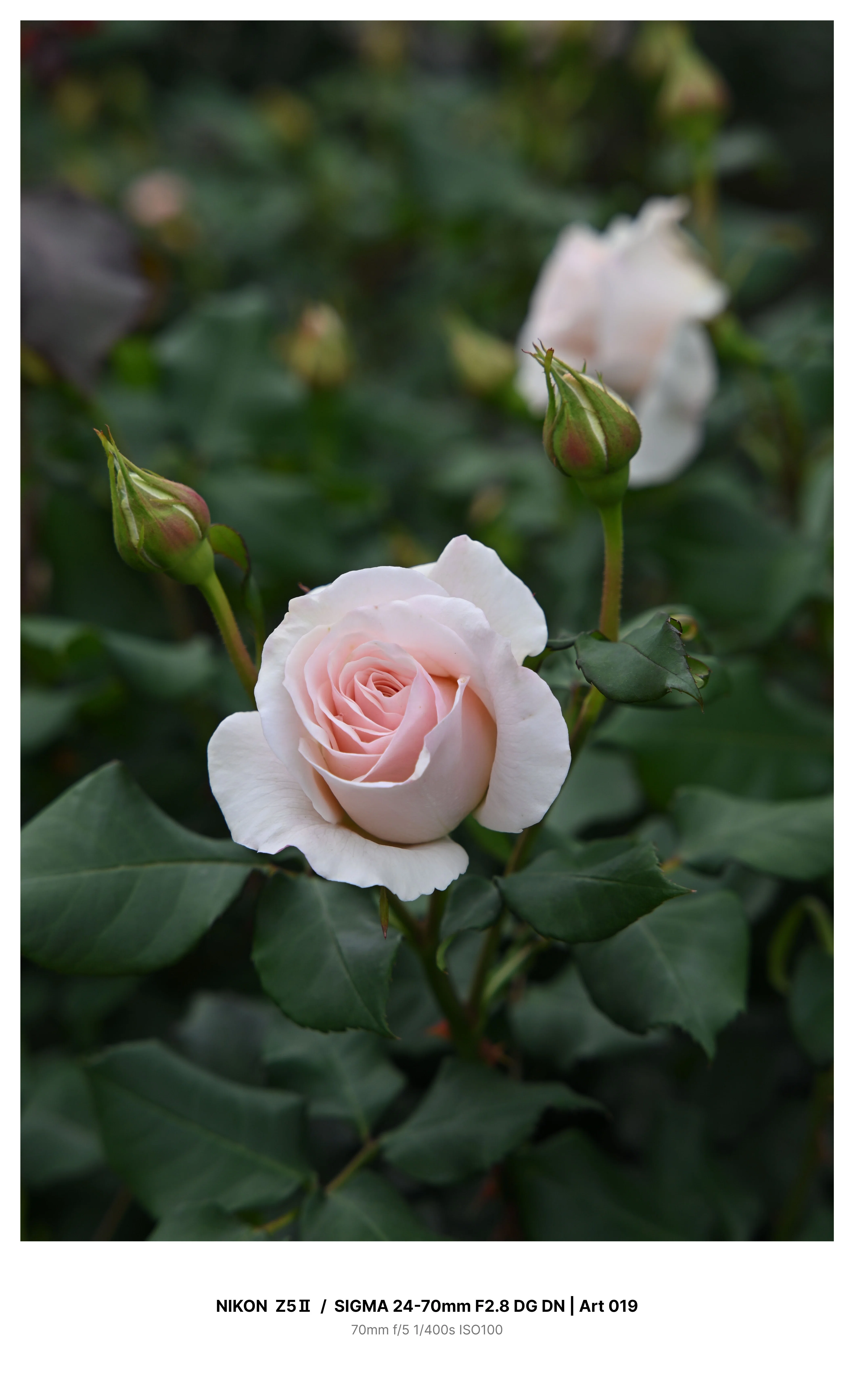 金沢で早咲きの薔薇を求めてカメラさんぽ Z5Ⅱ｜kenken
