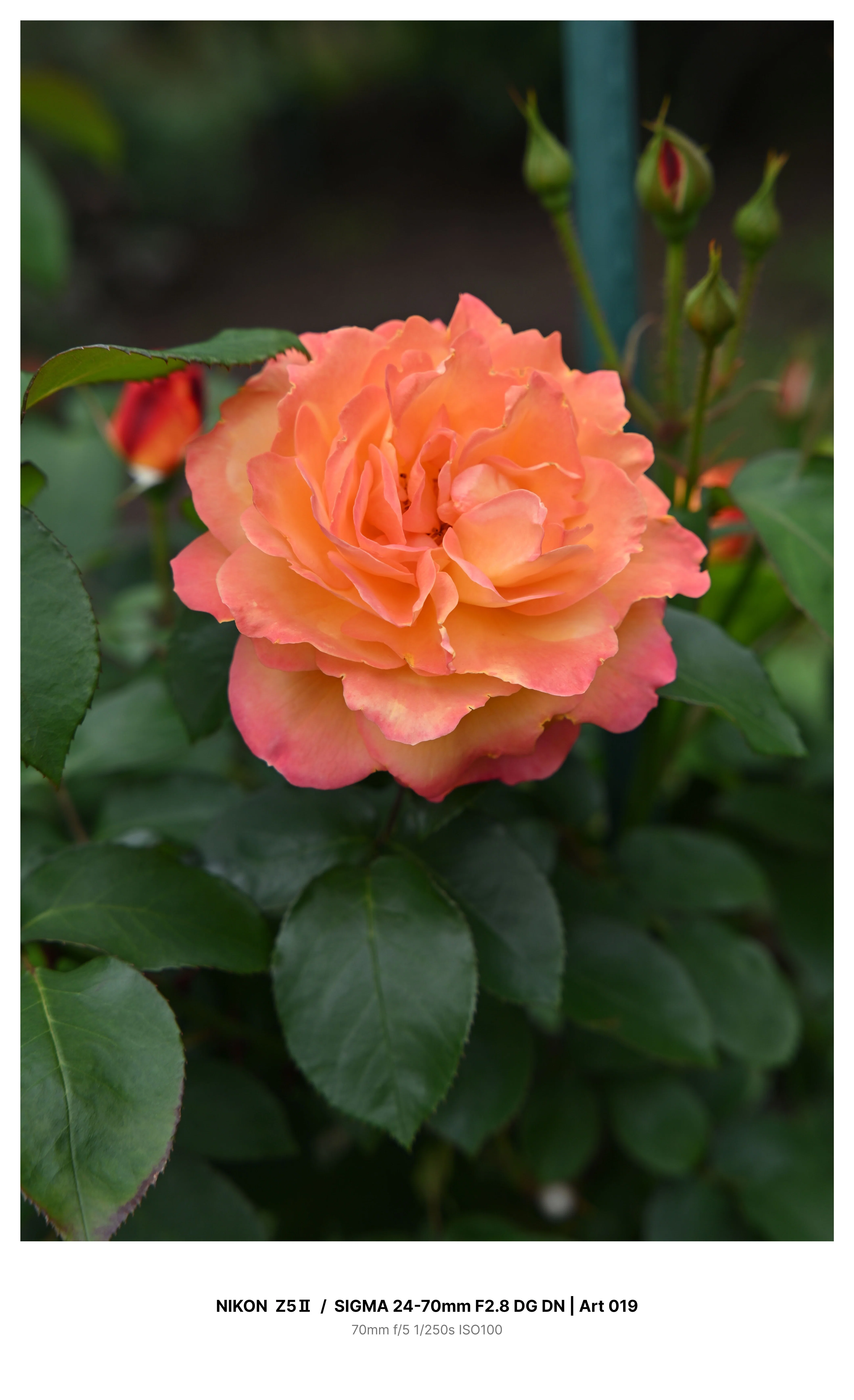 金沢で早咲きの薔薇を求めてカメラさんぽ Z5Ⅱ｜kenken