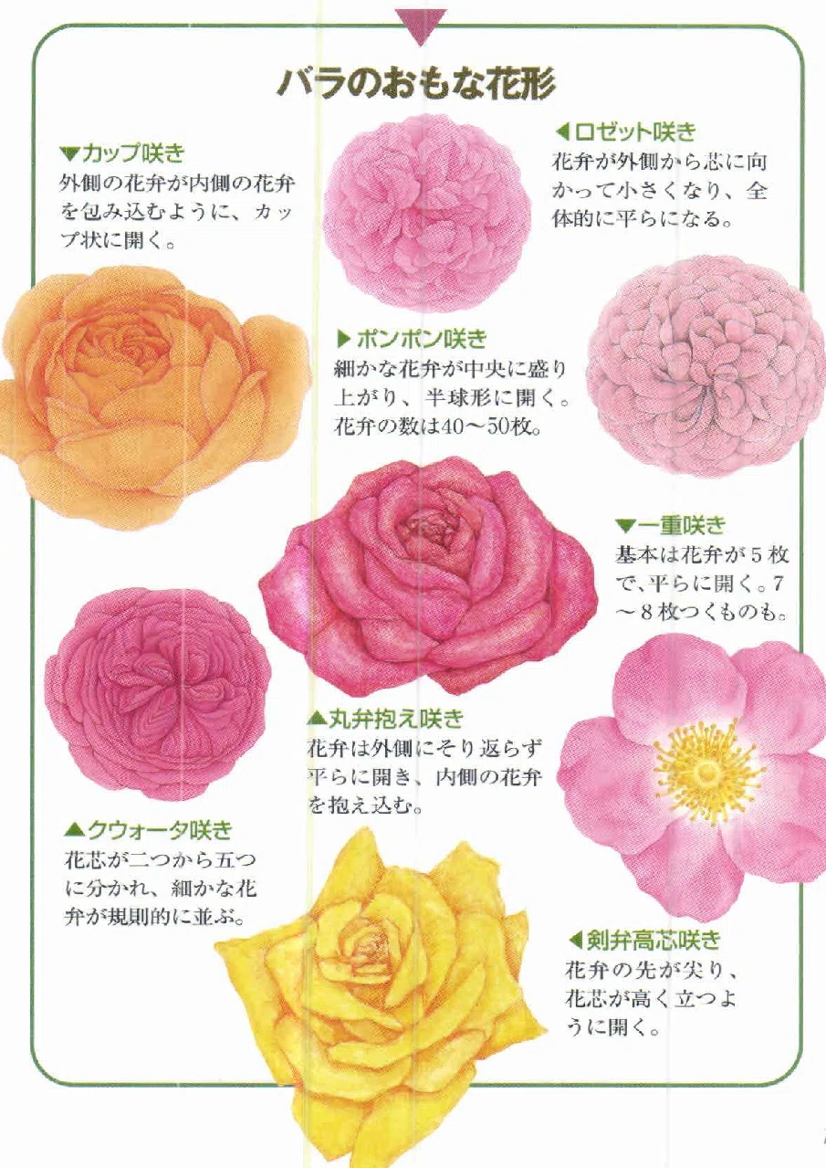 花日誌 2026/05 第2週： グーグルレンズはバラの品種を認識するか｜石川佳
