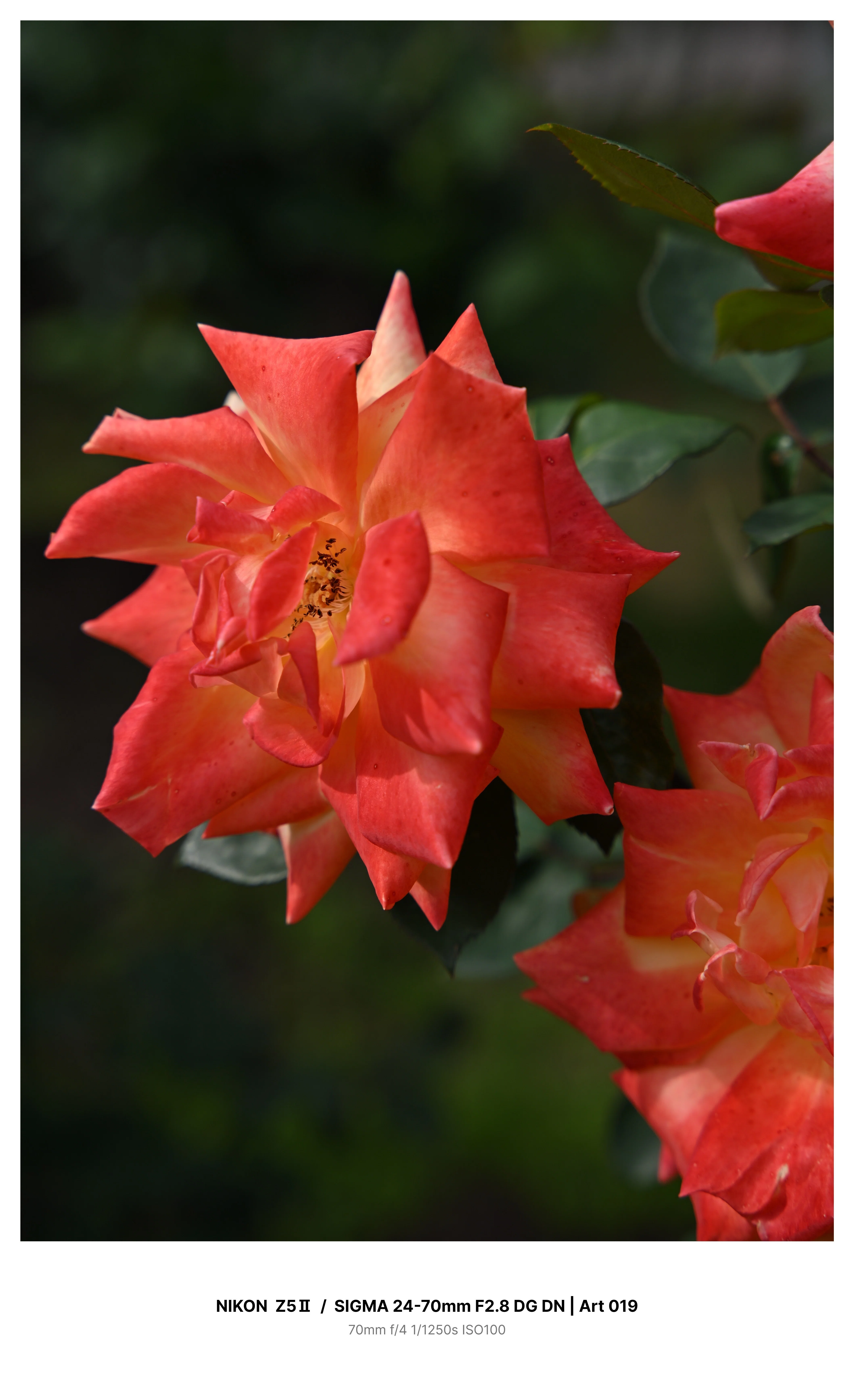 金沢で早咲きの薔薇を求めてカメラさんぽ Z5Ⅱ｜kenken