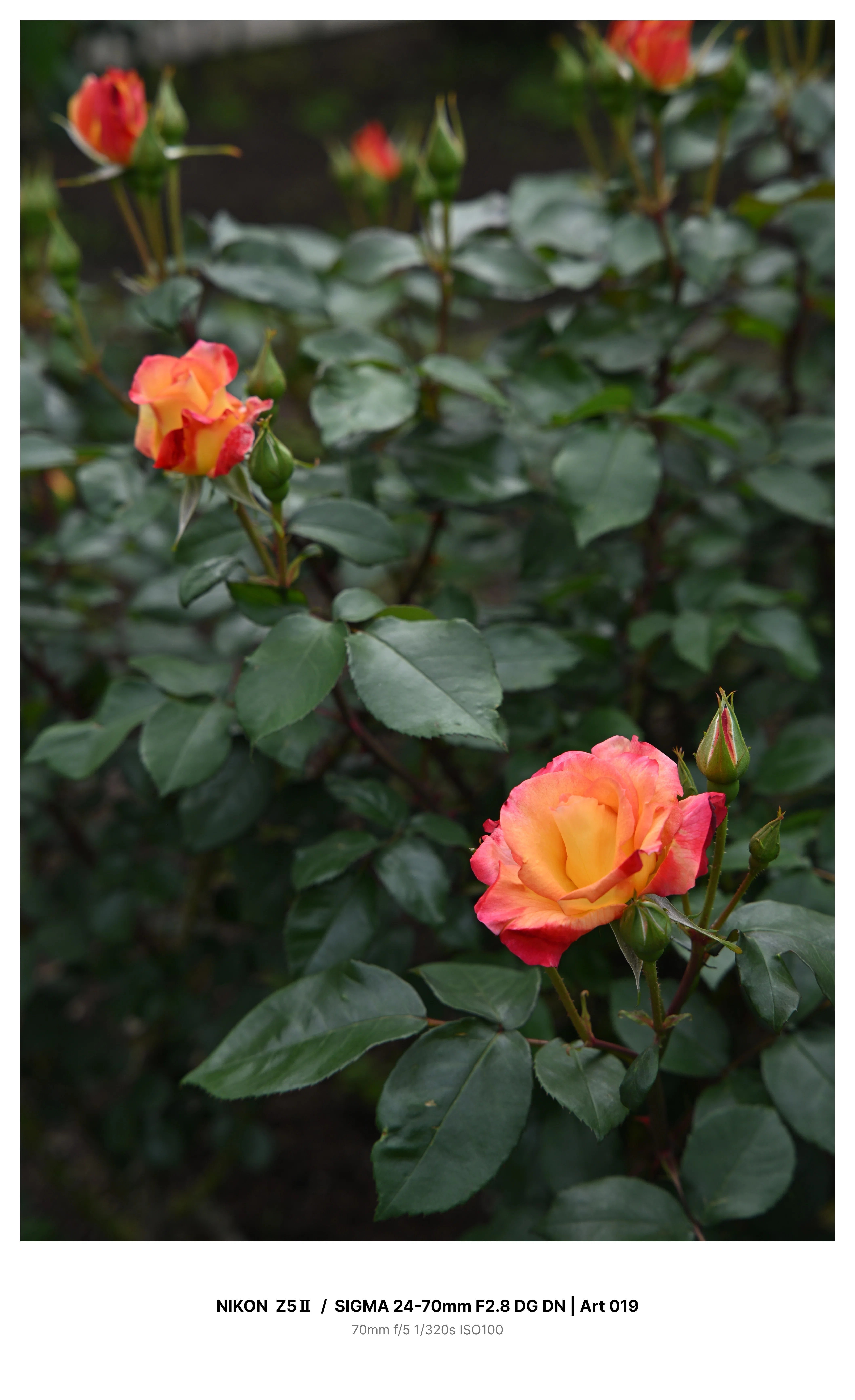 金沢で早咲きの薔薇を求めてカメラさんぽ Z5Ⅱ｜kenken