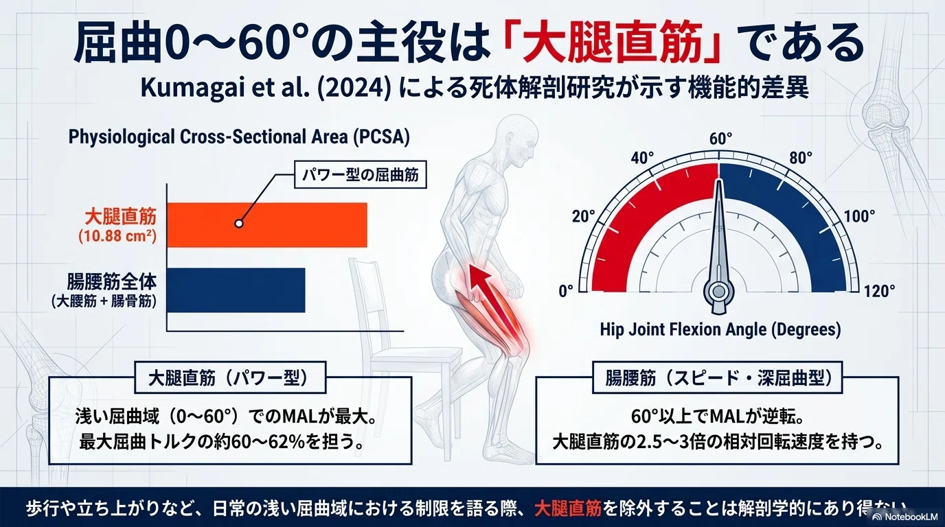 8割のセラピストが誤解しているー「股関節屈曲制限＝腸腰筋タイト