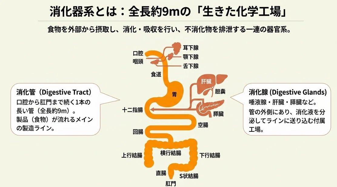 【連載:人体9メートルの旅 第1回】美食の入り口と「魔の十字路」:口腔・咽頭・食道のハイテク・ギミック|Basic Medical Talk