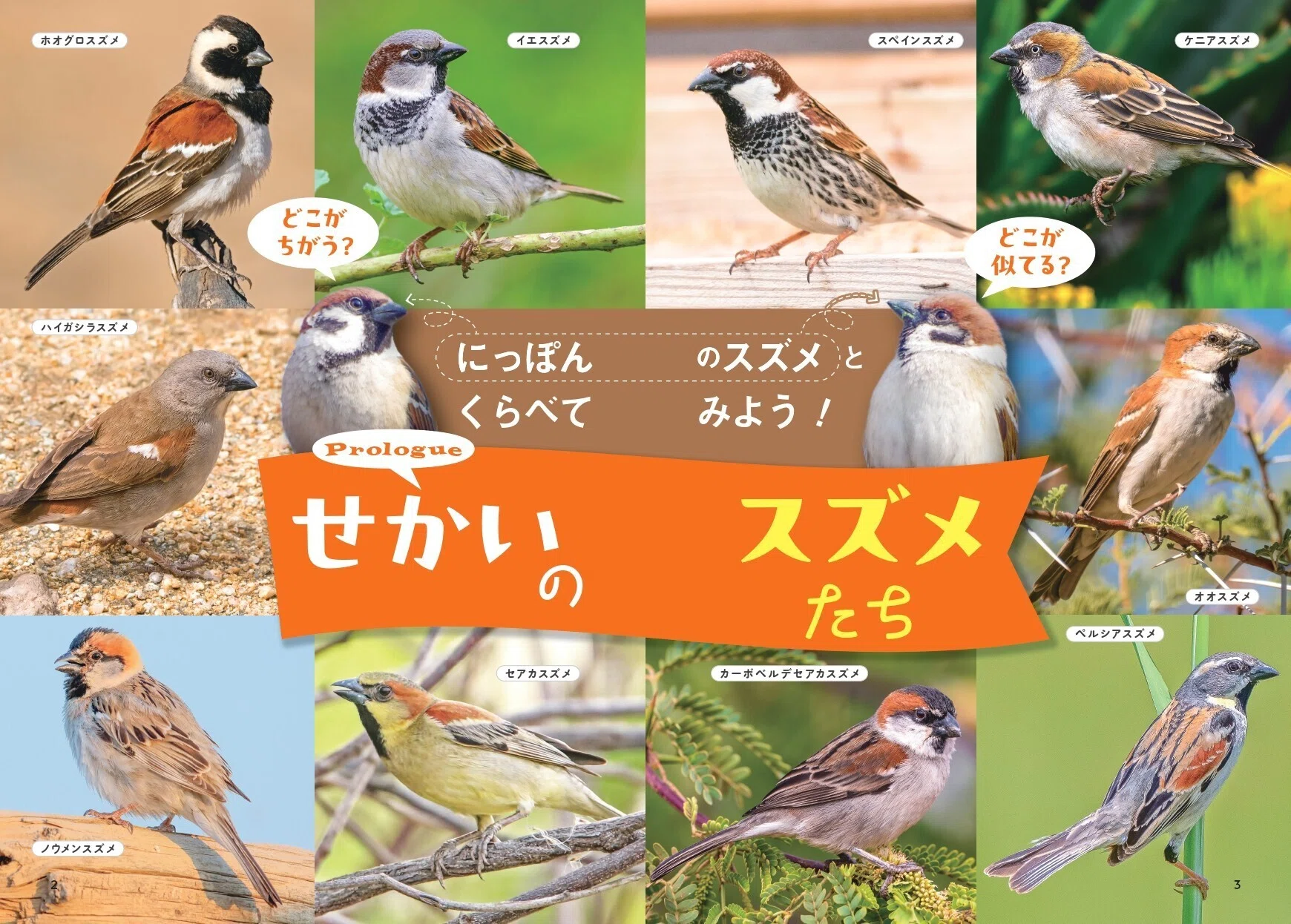 世界中で愛される28種のスズメ。その表情、しぐさ、個性を大紹介！『せ